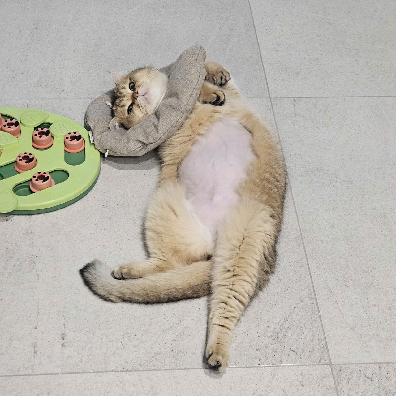 두부(현 마루)의 다사다난 1년 이야기