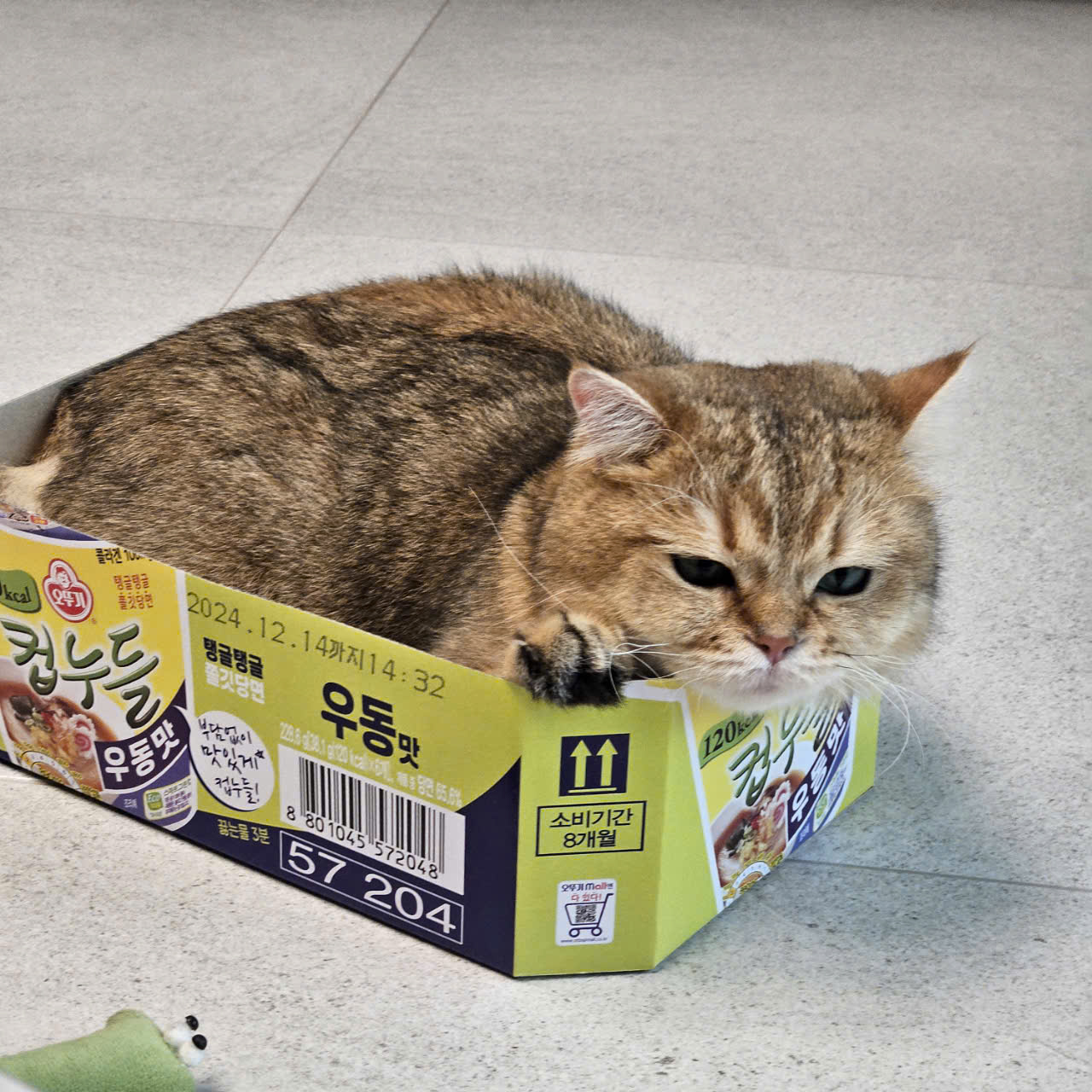 두부(현 마루)의 다사다난 1년 이야기