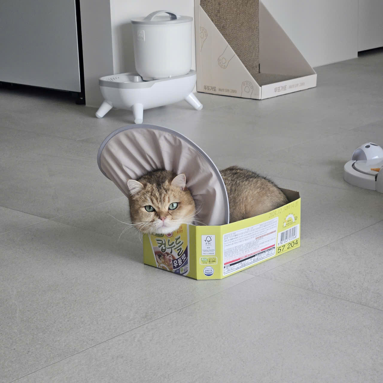 두부(현 마루)의 다사다난 1년 이야기