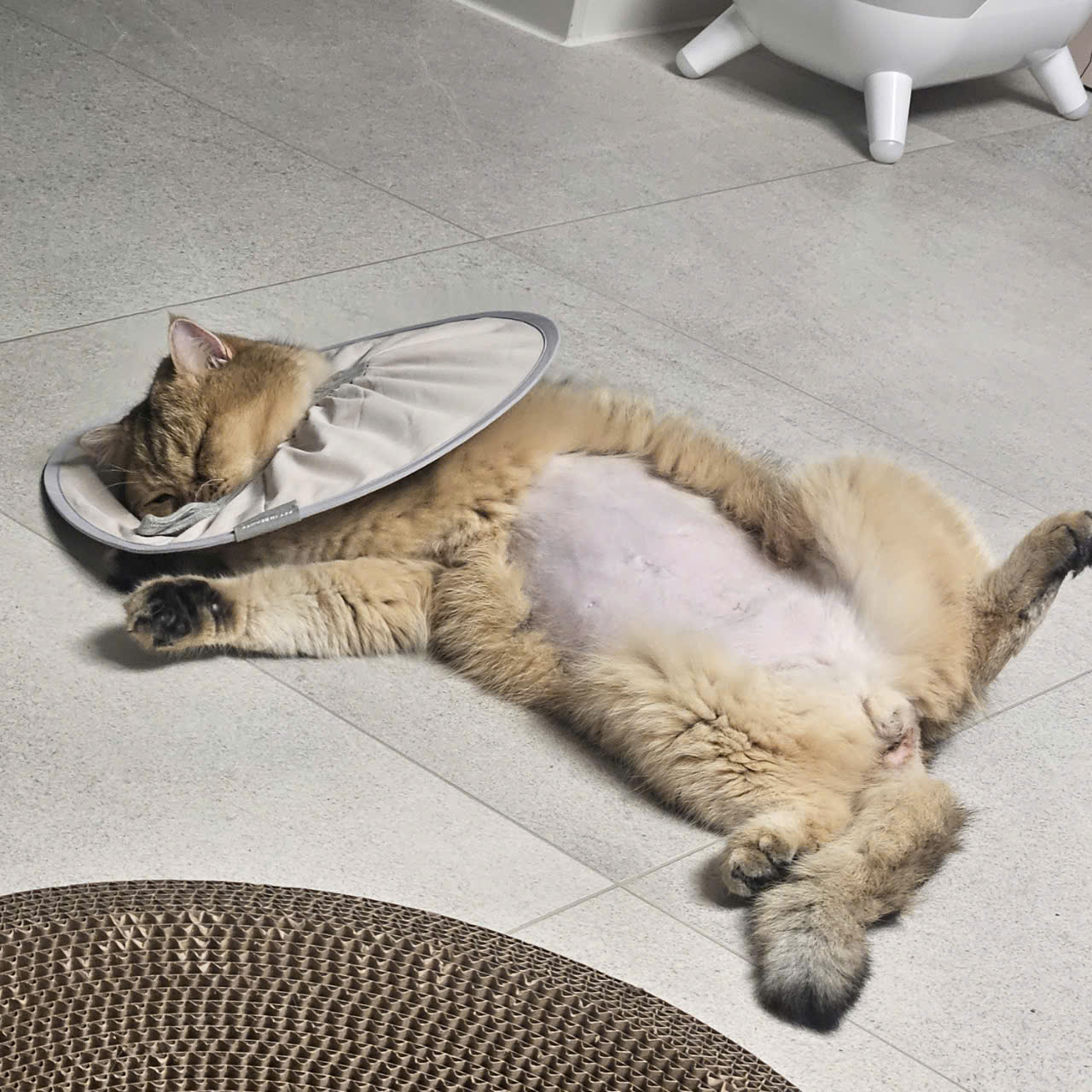 두부(현 마루)의 다사다난 1년 이야기