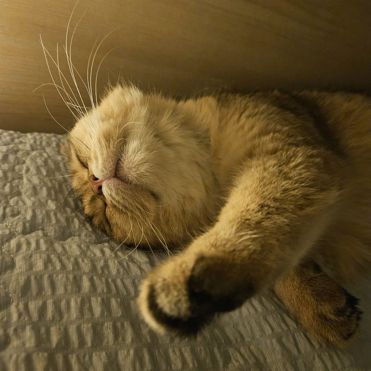 두부(현 마루)의 다사다난 1년 이야기