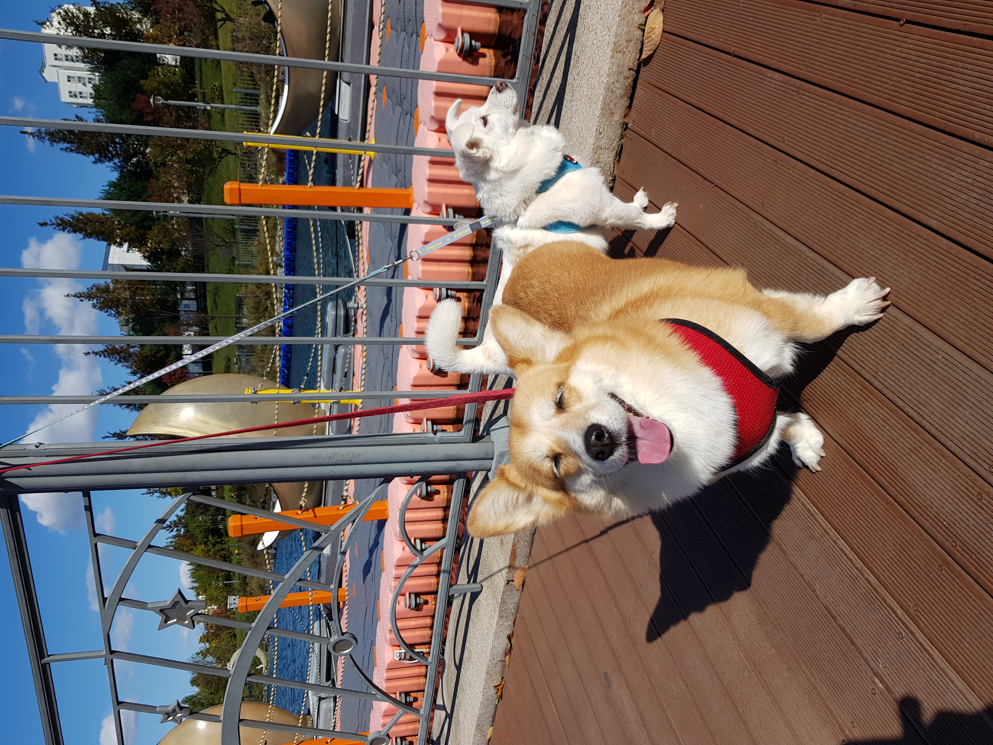 친절한 엘리스양