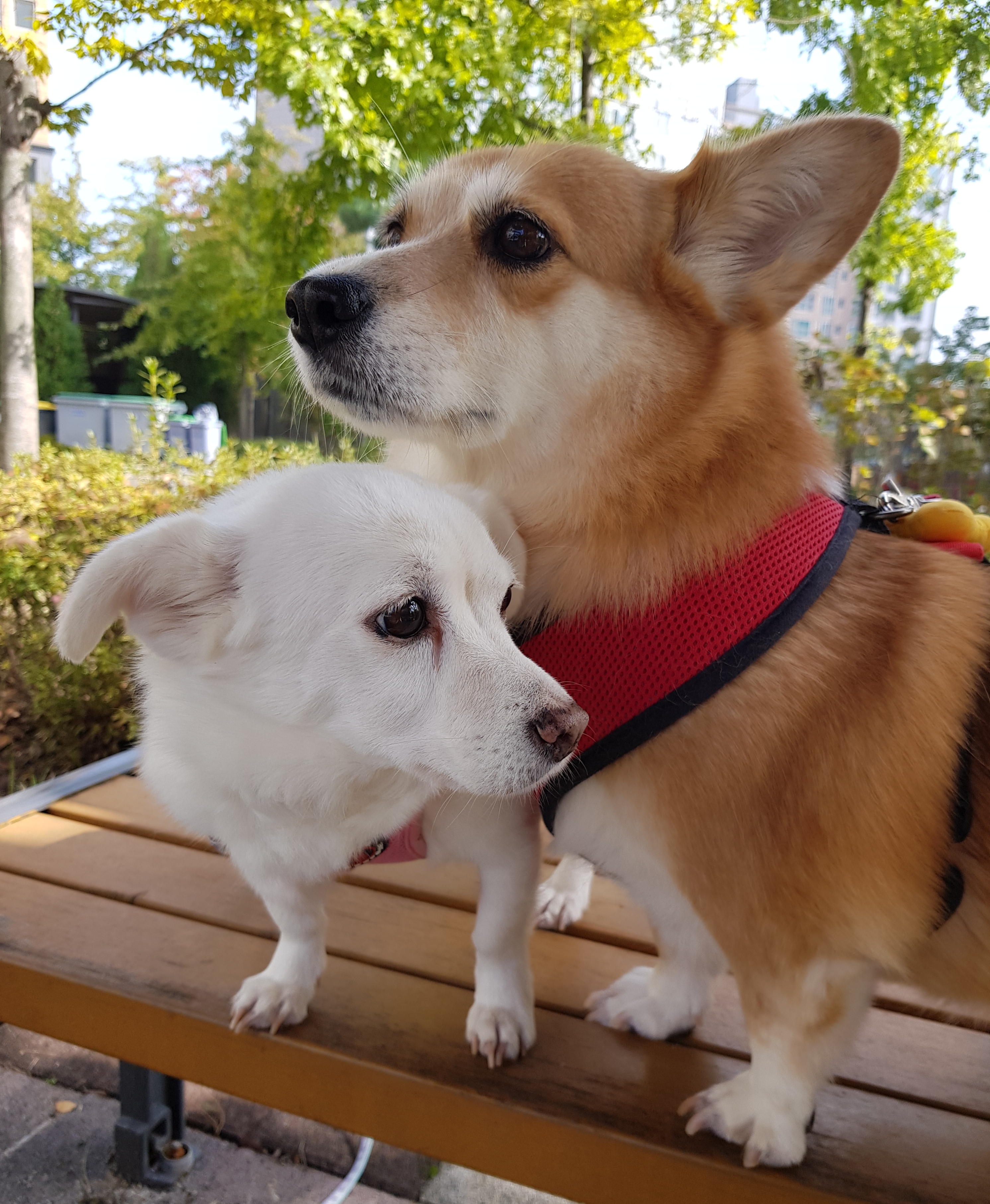 친절한 엘리스양