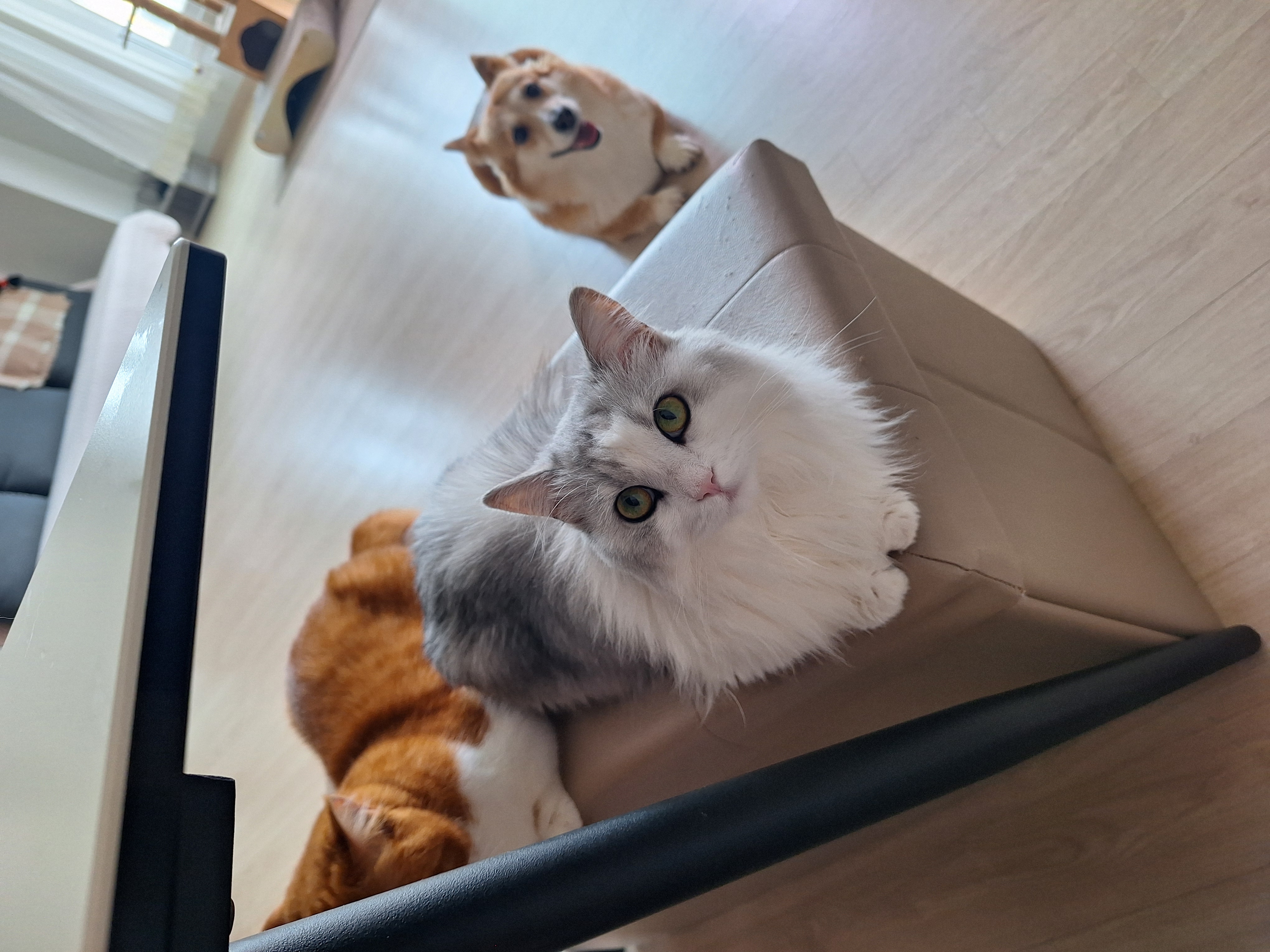 친절한 엘리스양