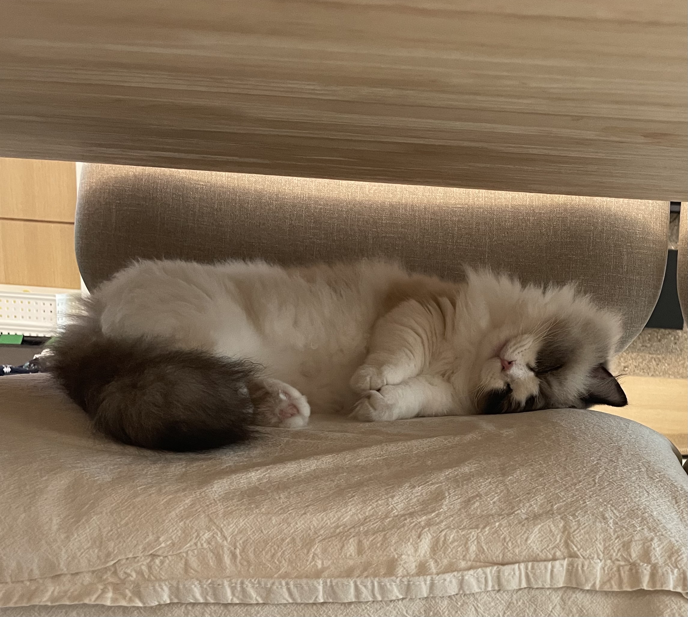 춘식(마루미)이 입양 일주일