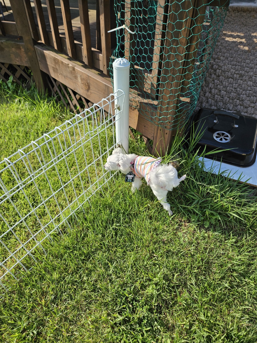 민성이 첫 여행 입양후기