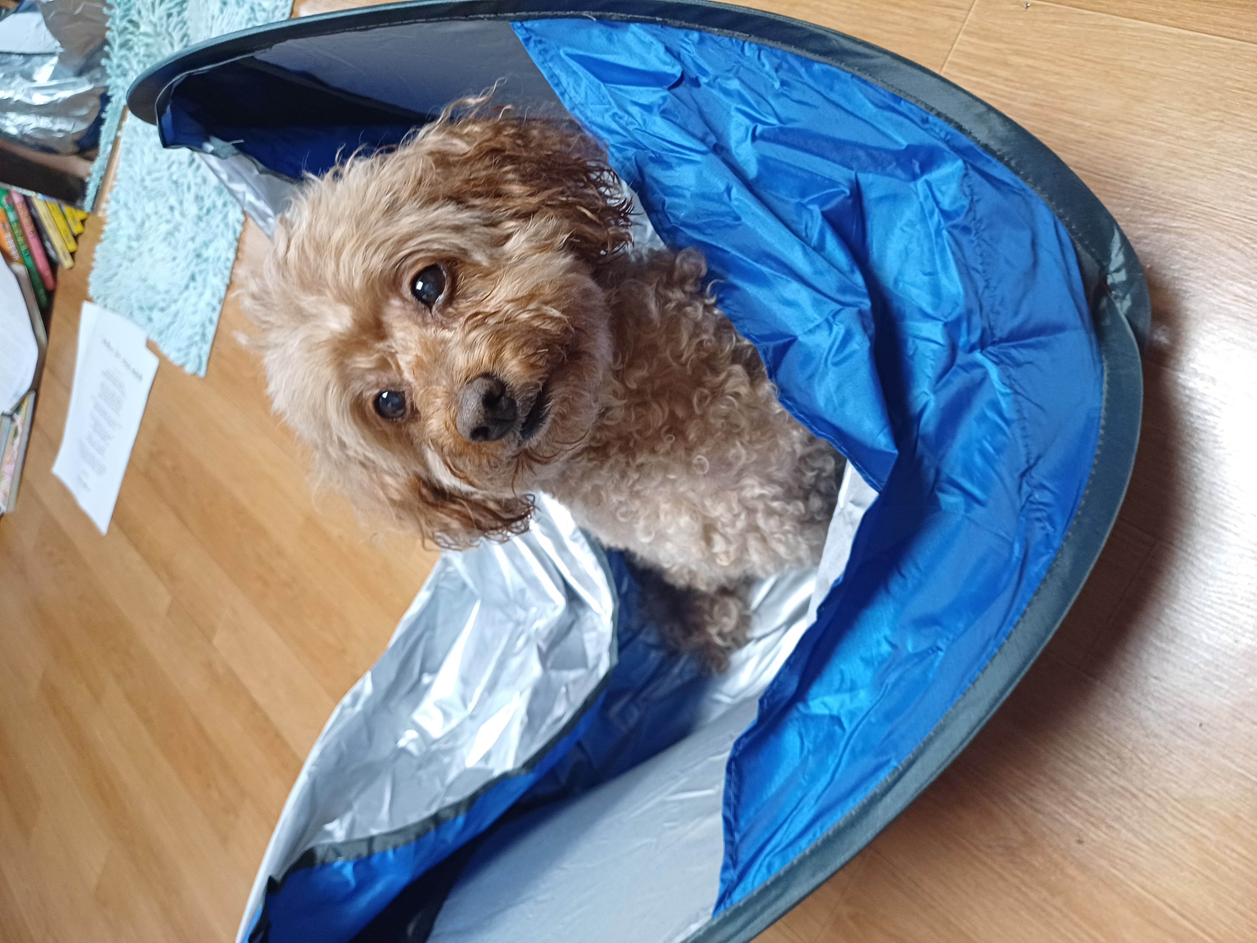  토리(구 곤지암 코리) 3주년