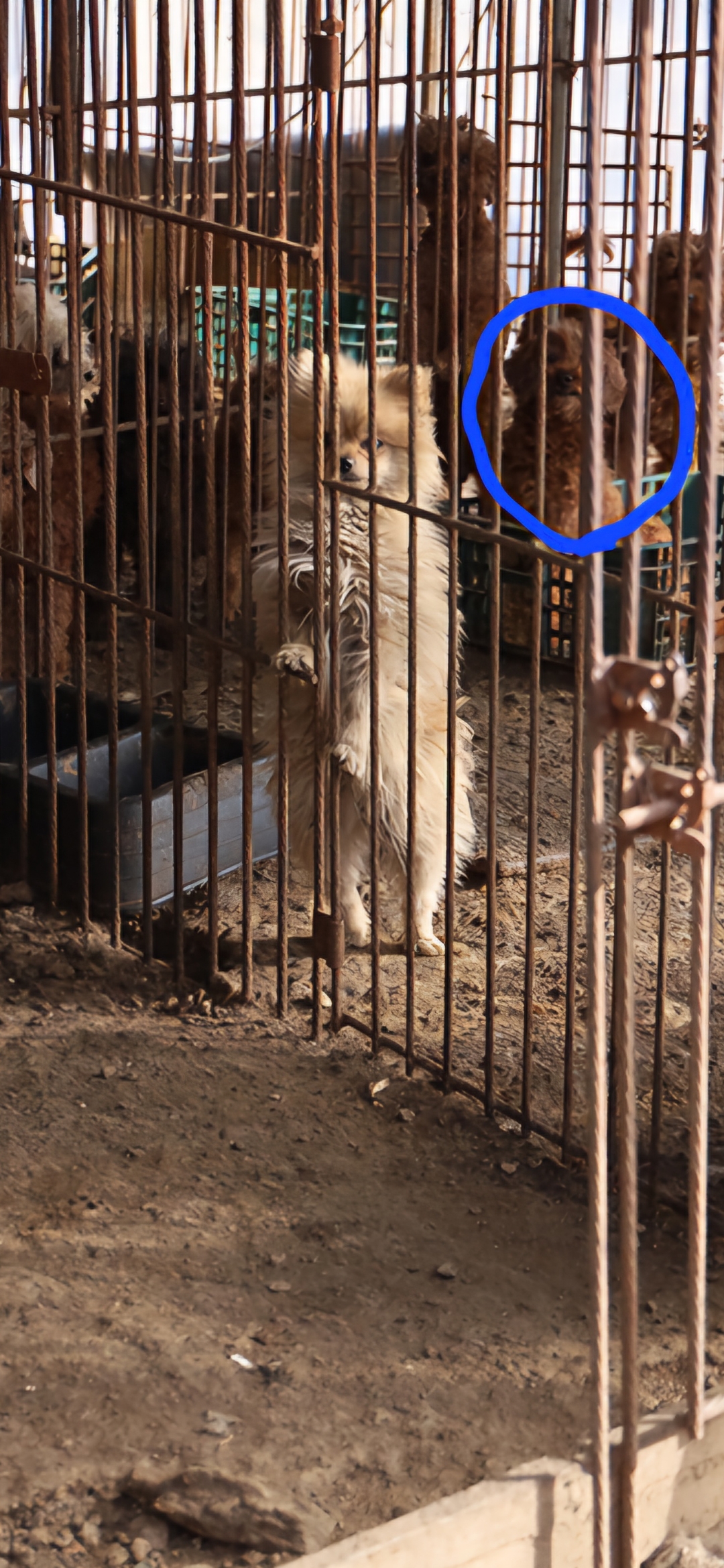  토리(구 곤지암 코리) 3주년