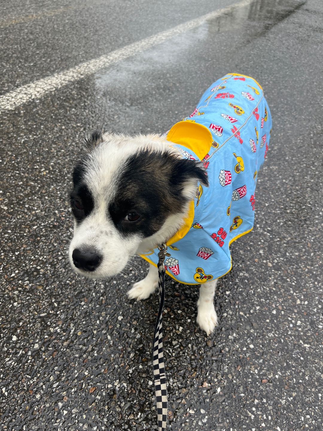 레오 잘 지내고있어요~! 