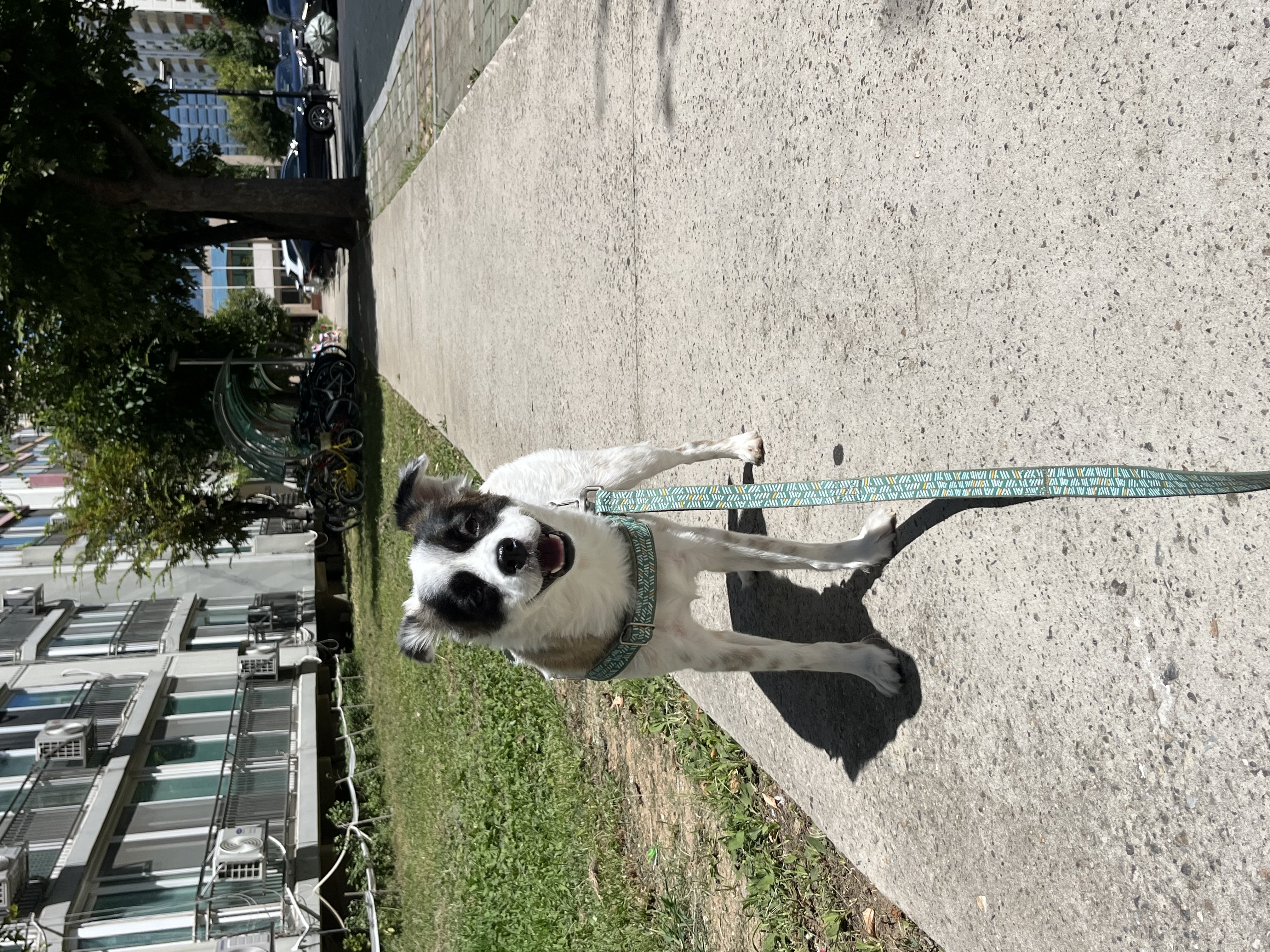 레오 잘 지내고있어요~! 