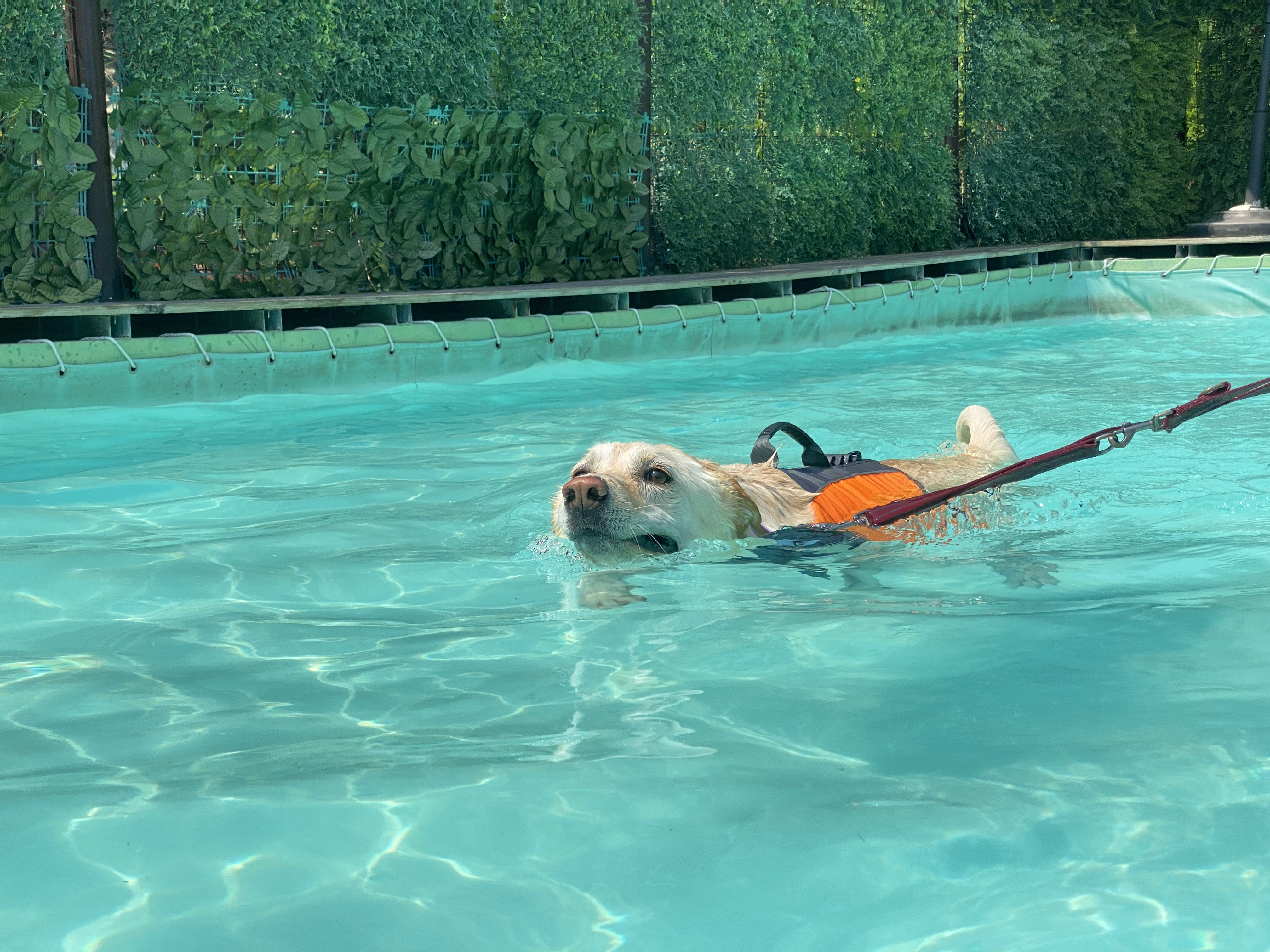 보리(시작이) 입양 3년째! 잘 지내고 있습니다~