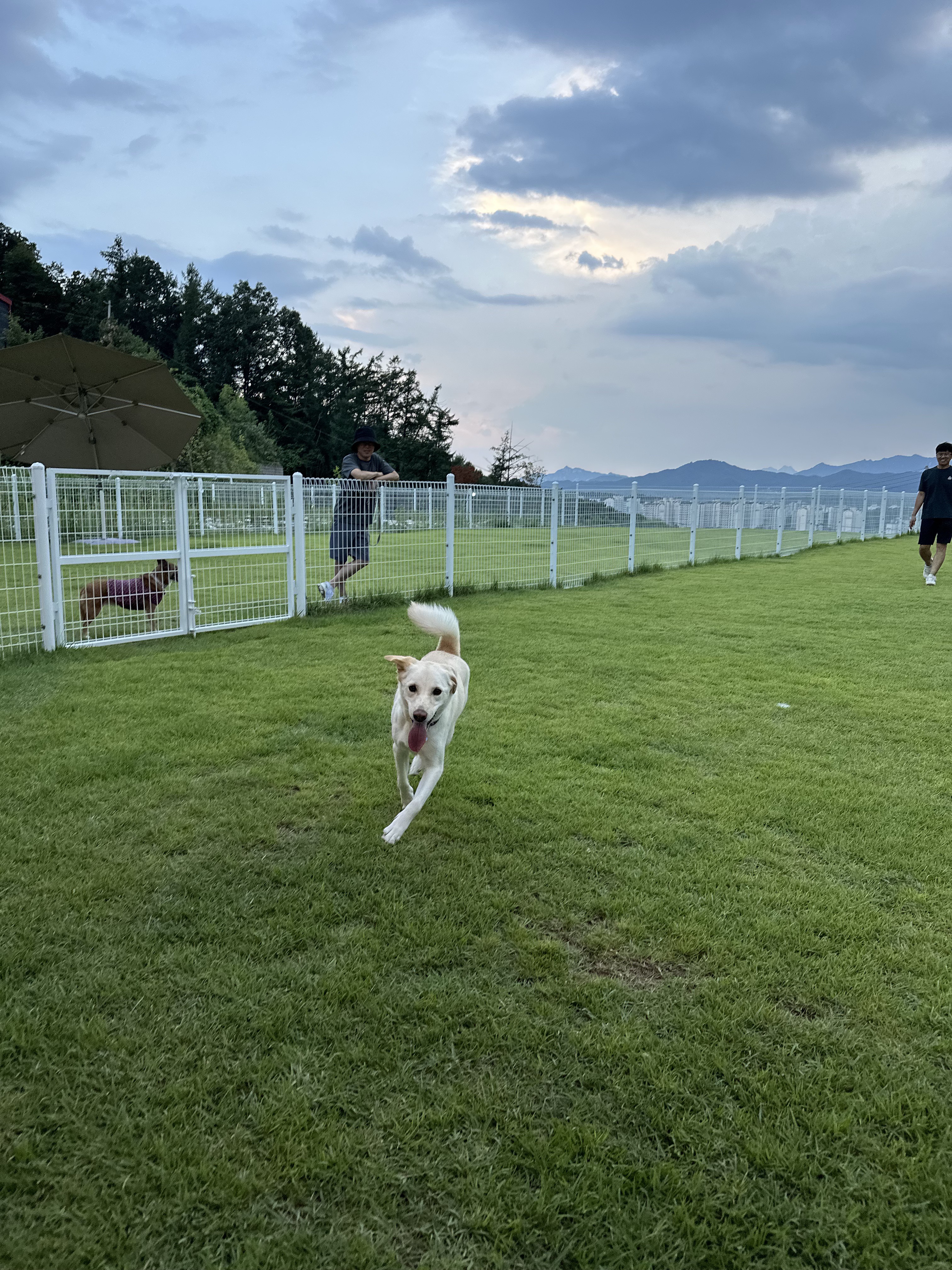 보리(시작이) 입양 3년째! 잘 지내고 있습니다~