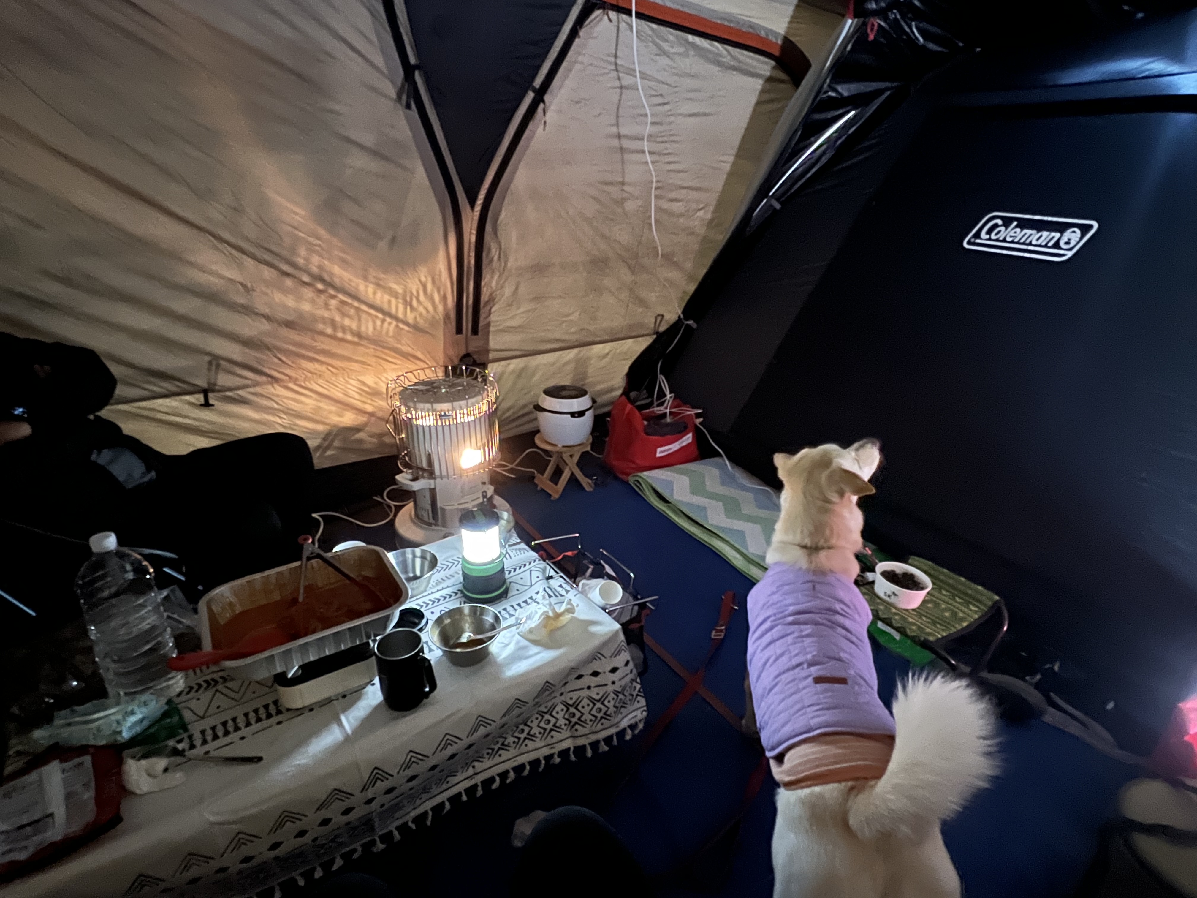 보리(시작이) 입양 3년째! 잘 지내고 있습니다~