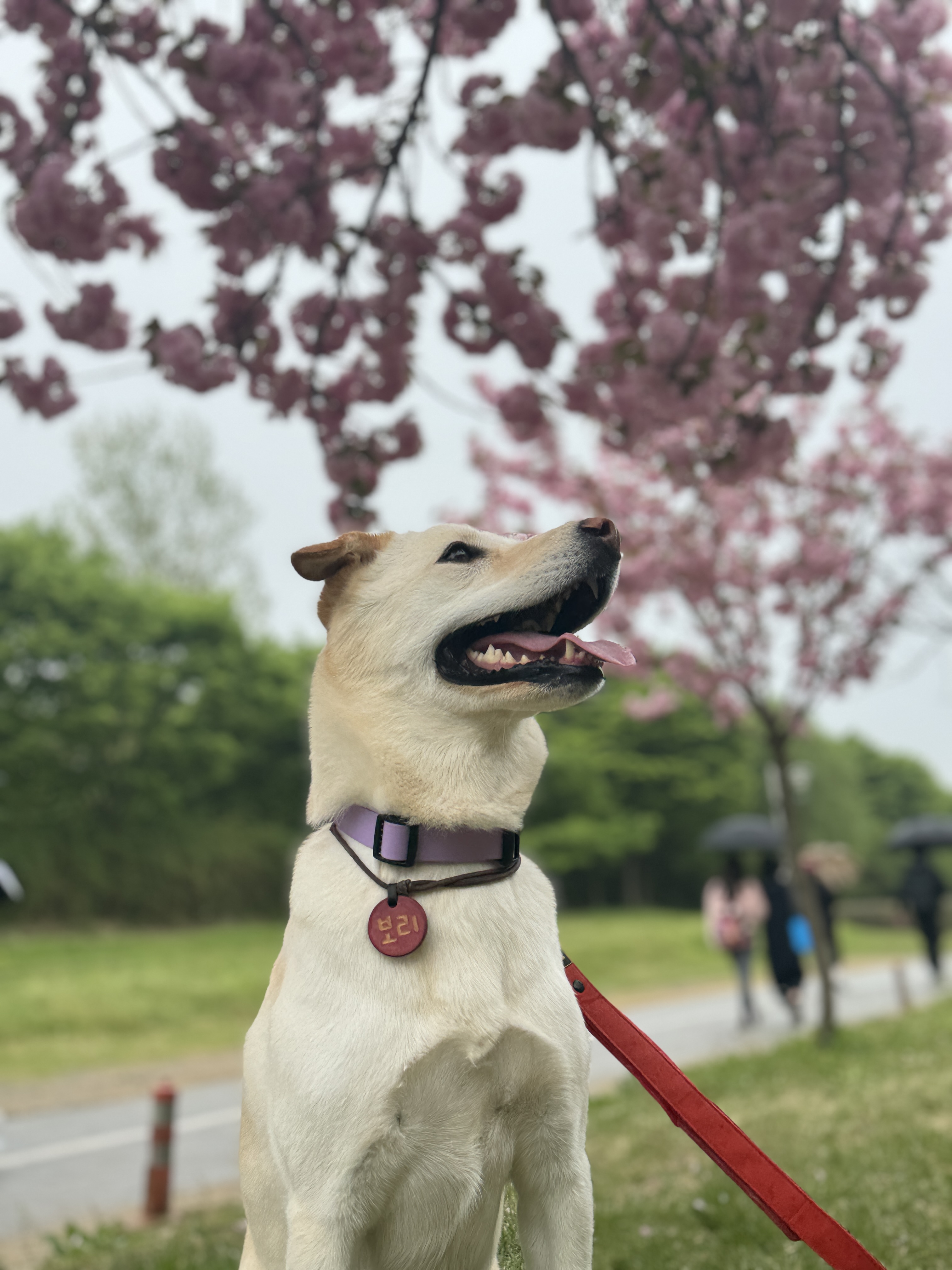 보리(시작이) 입양 3년째! 잘 지내고 있습니다~