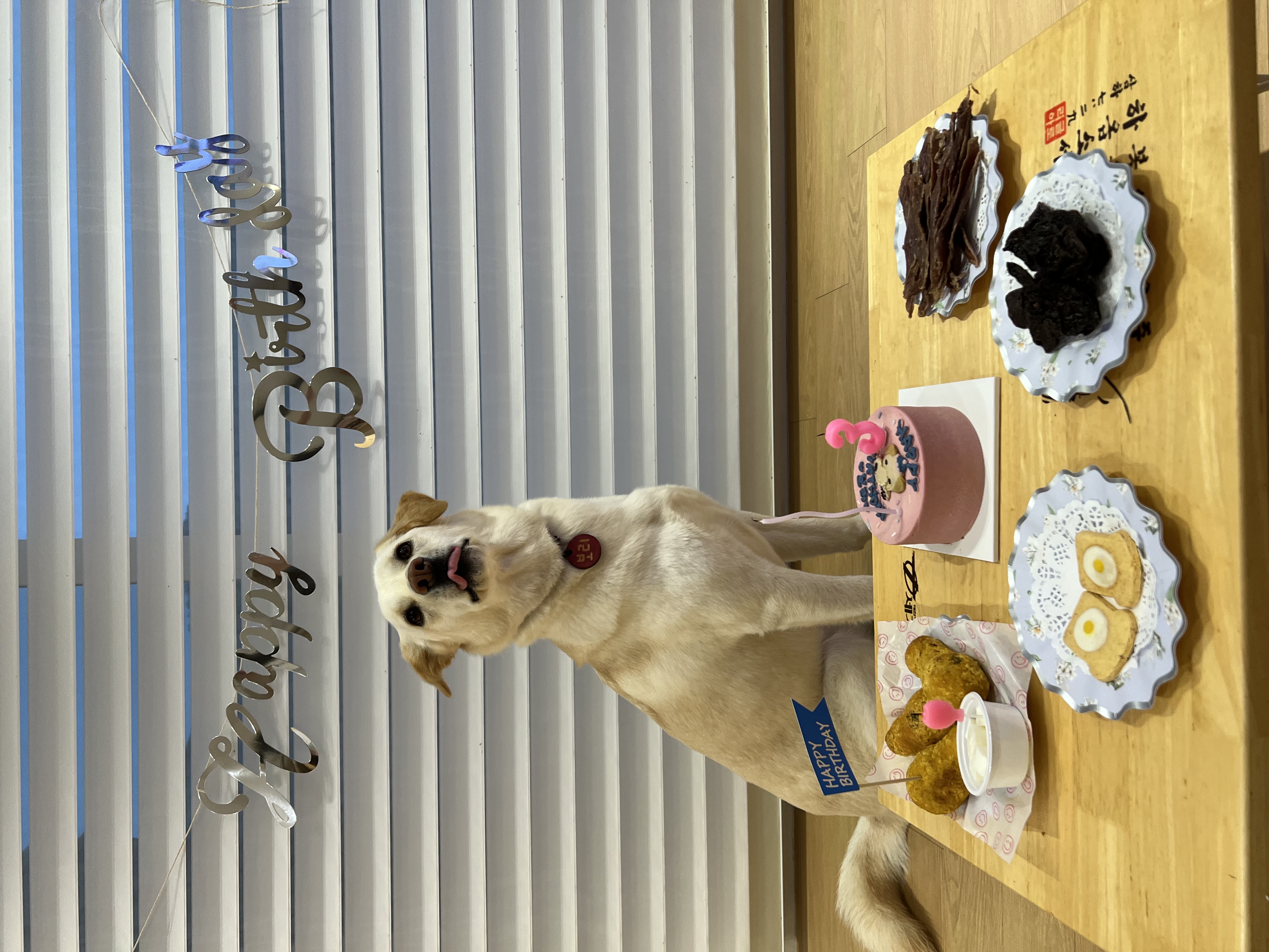 보리(시작이) 입양 3년째! 잘 지내고 있습니다~