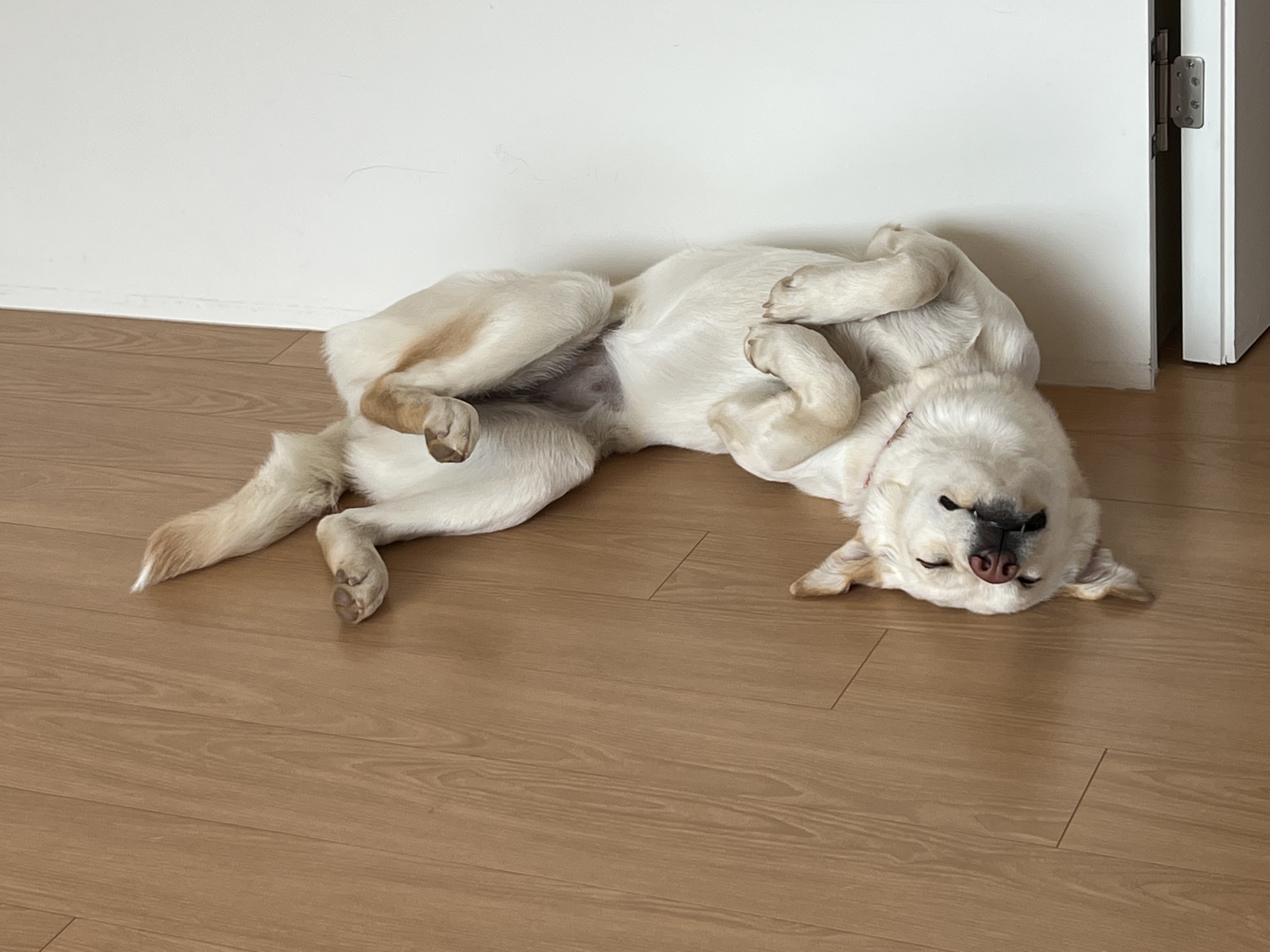 보리(시작이) 입양 3년째! 잘 지내고 있습니다~