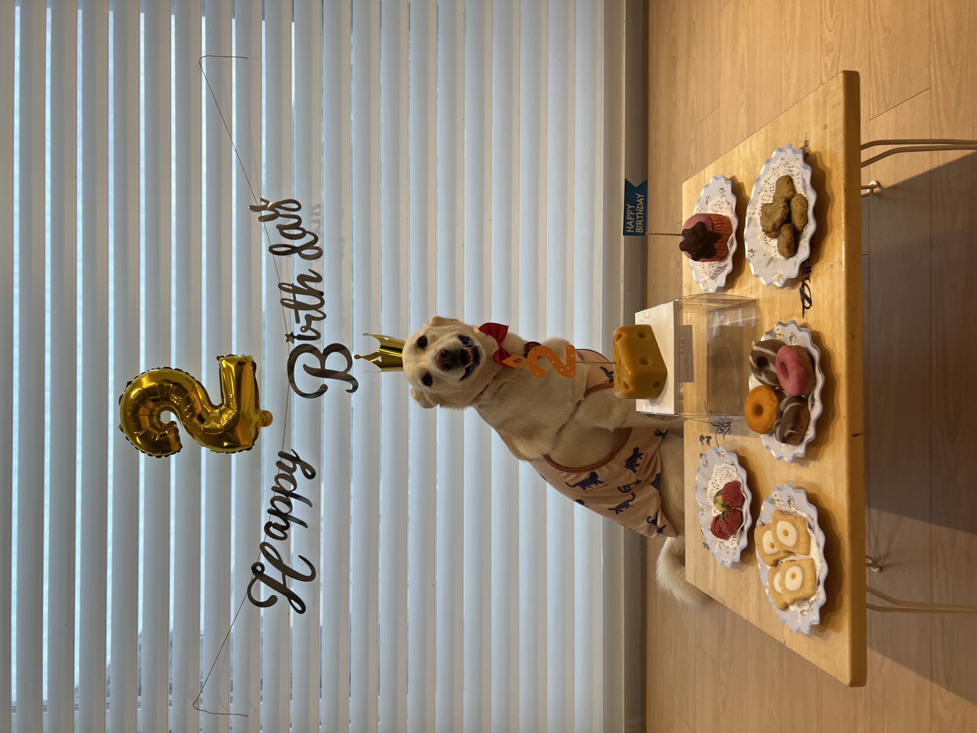 보리(시작이) 입양 3년째! 잘 지내고 있습니다~