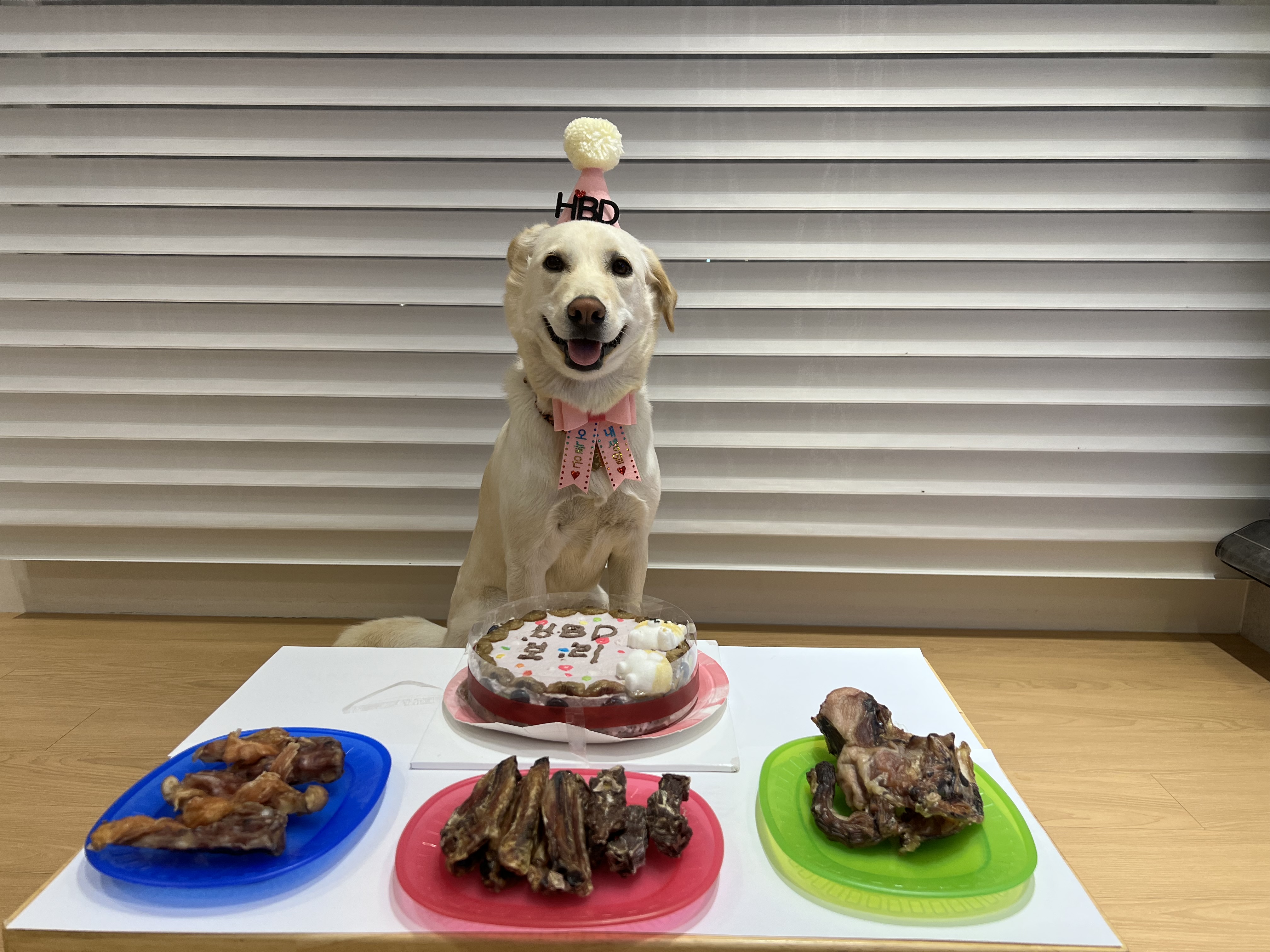 보리(시작이) 입양 3년째! 잘 지내고 있습니다~