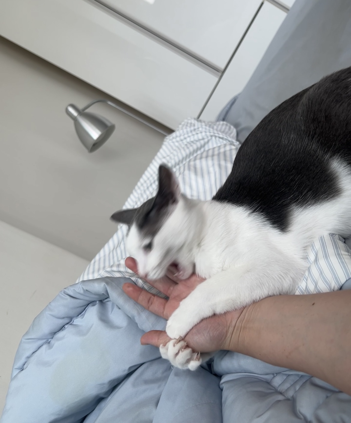 진짜가족이 된 나봄이(조미료)