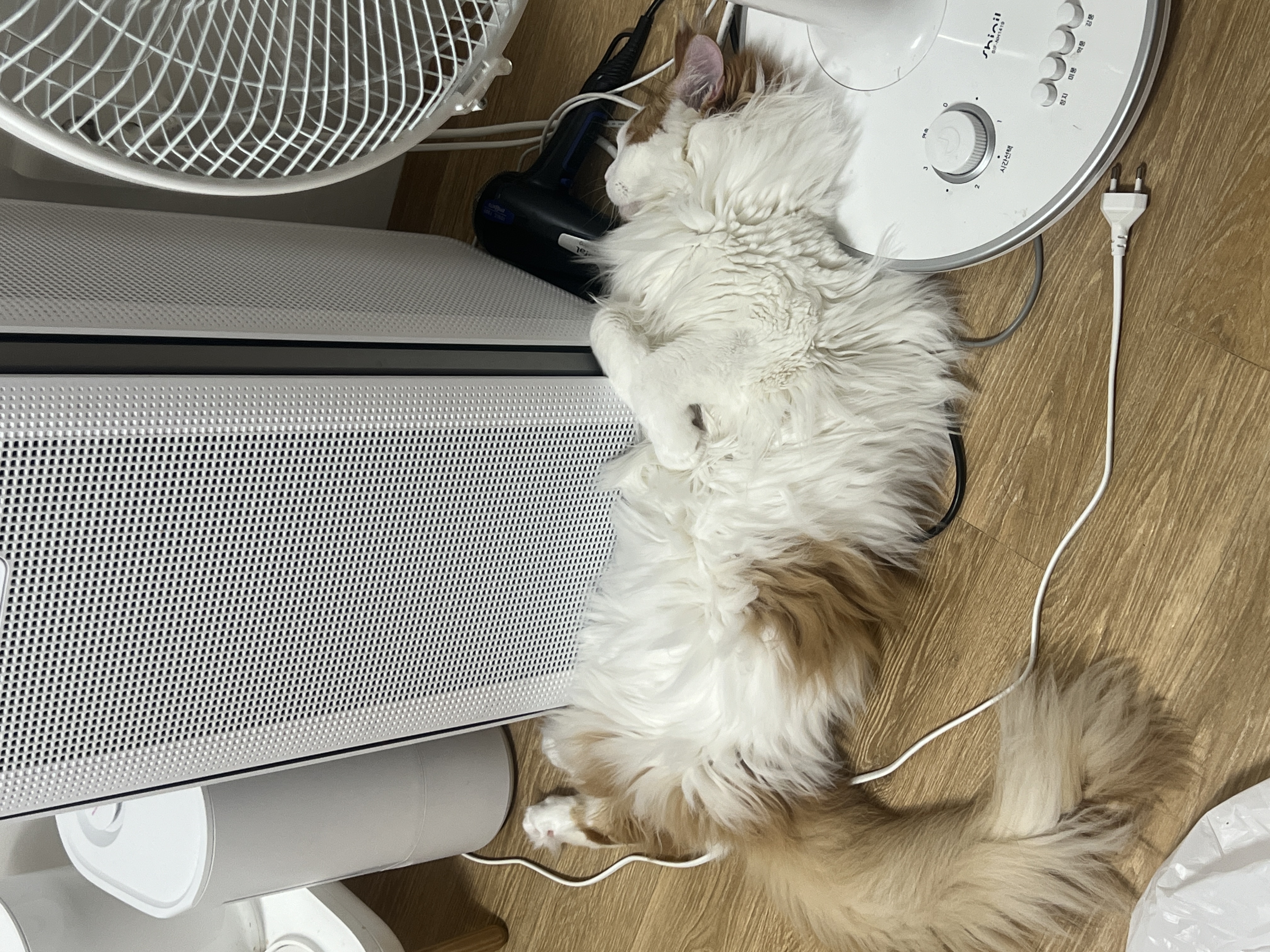 진짜가족이 된 나봄이(조미료)