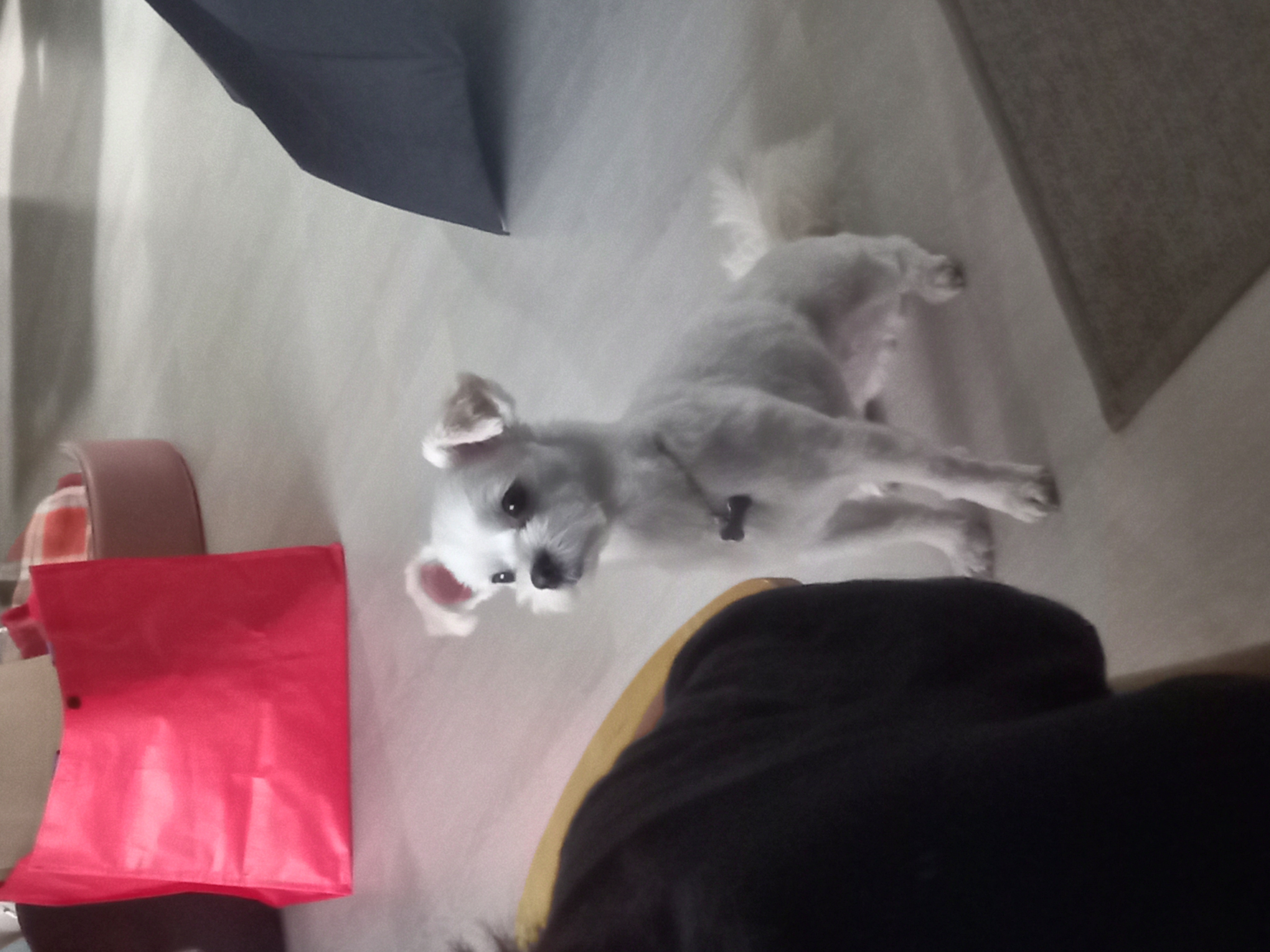 설기(구 오식이) 잘 지내요