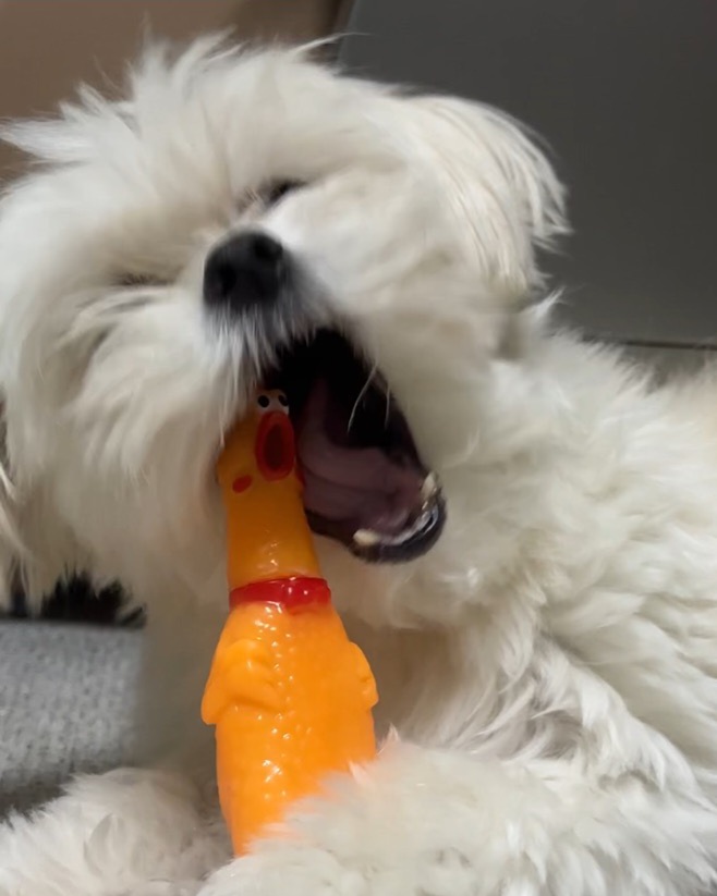 설기(구 오식이) 잘 지내요