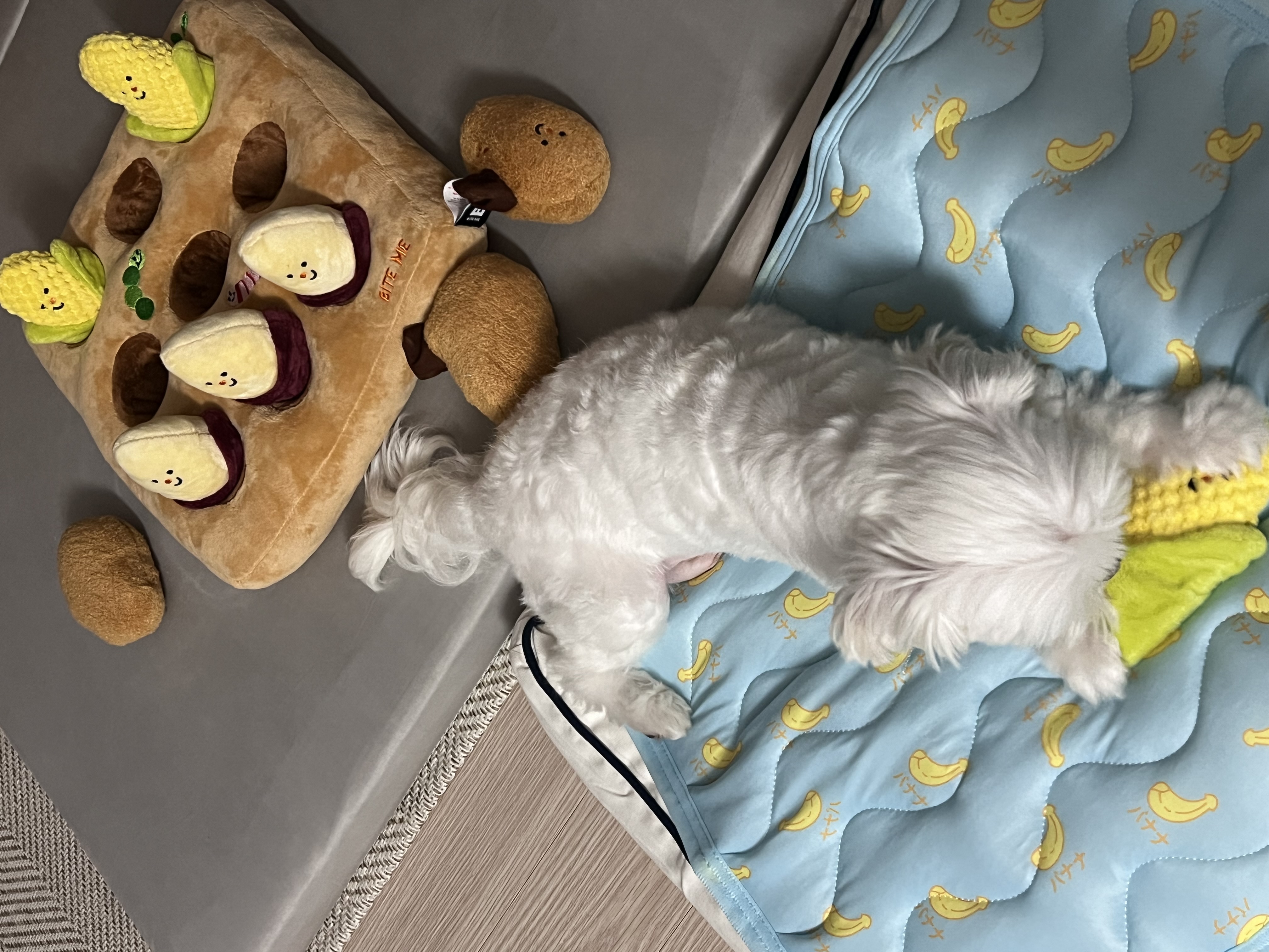 뽀숑이 임보 1주차 근황 :)