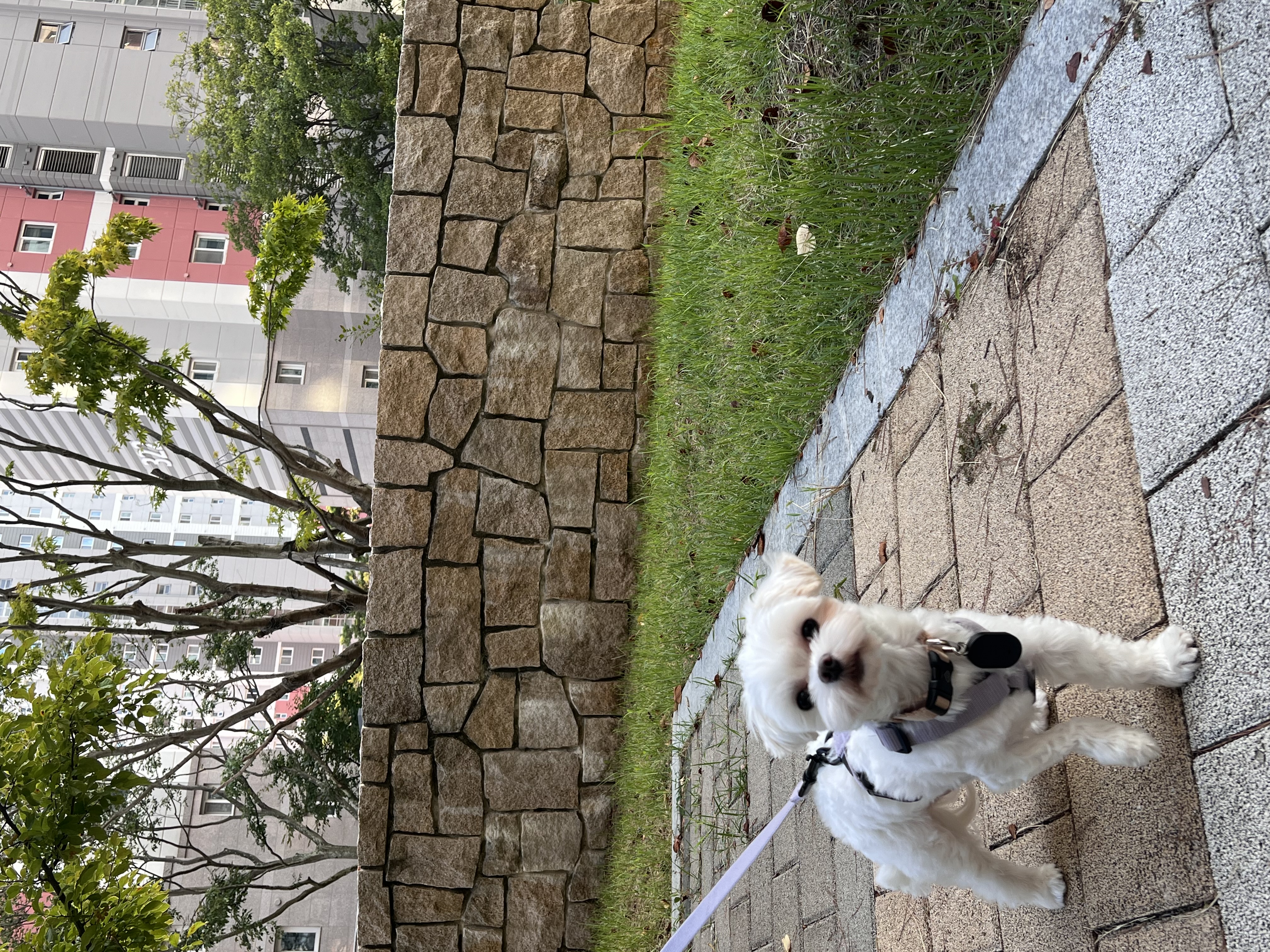 뽀숑이 임보 1주차 근황 :)