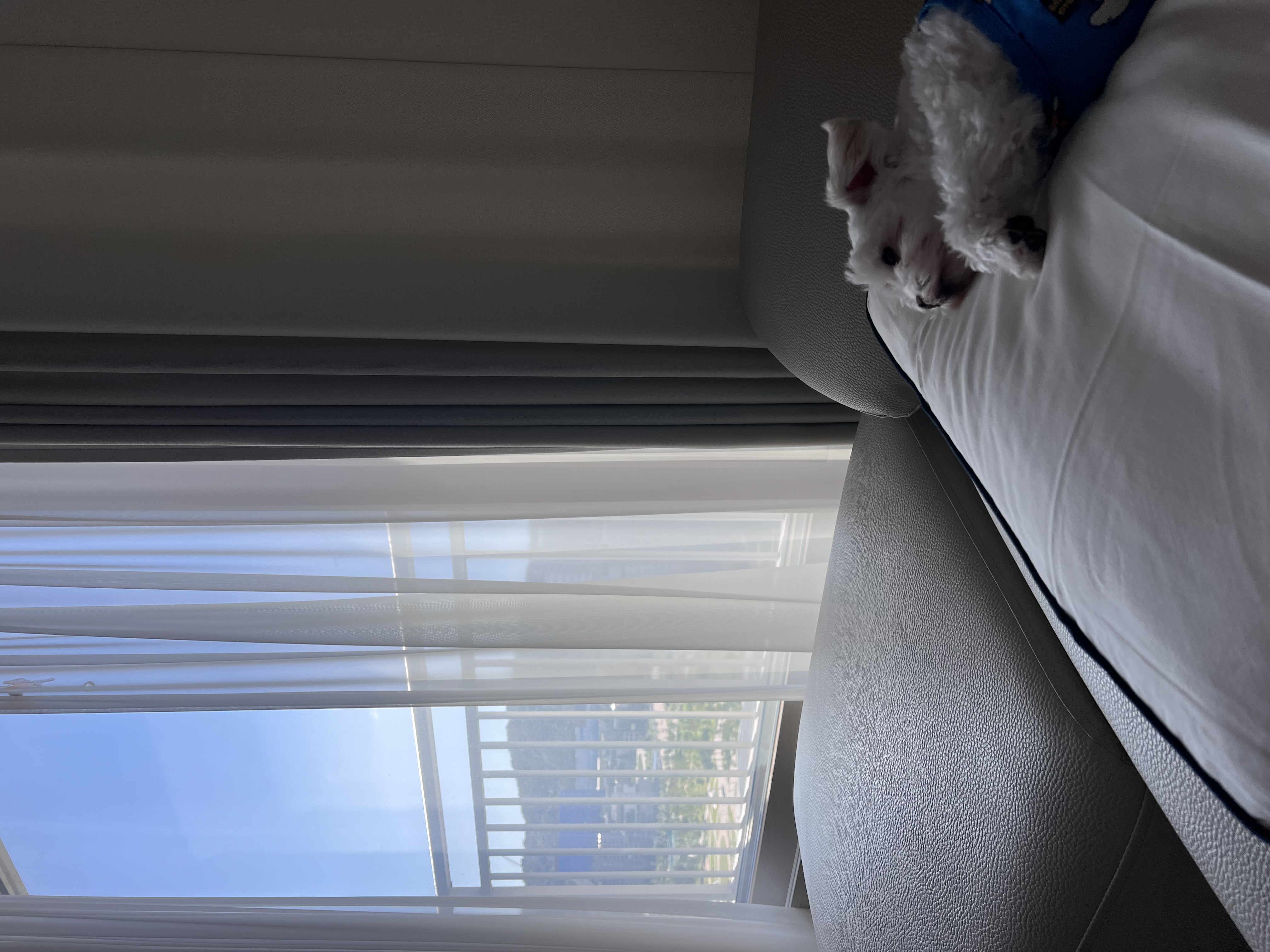 뽀숑이 임보 1주차 근황 :)