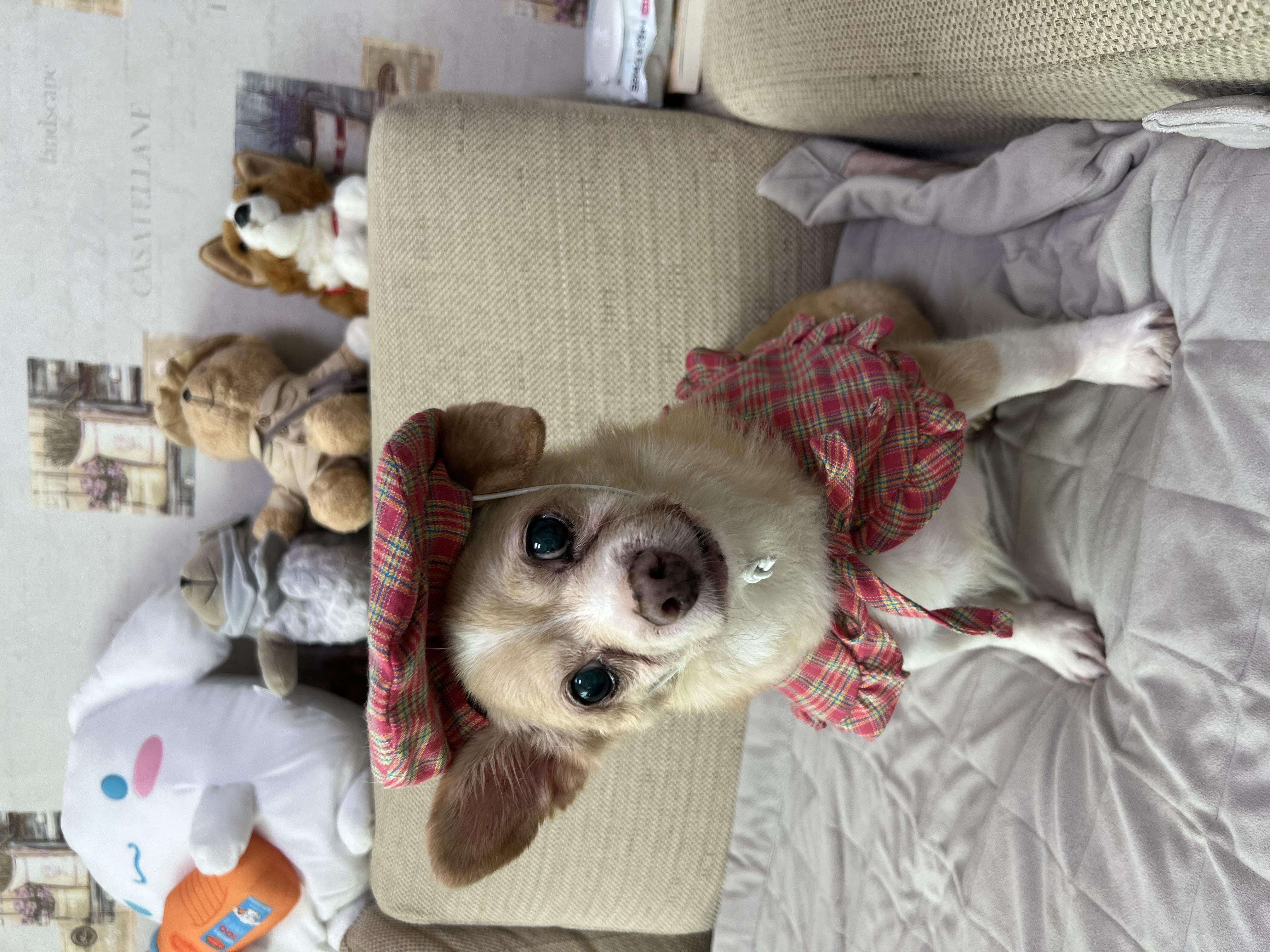 가람이 집에온 지 2년됐어요