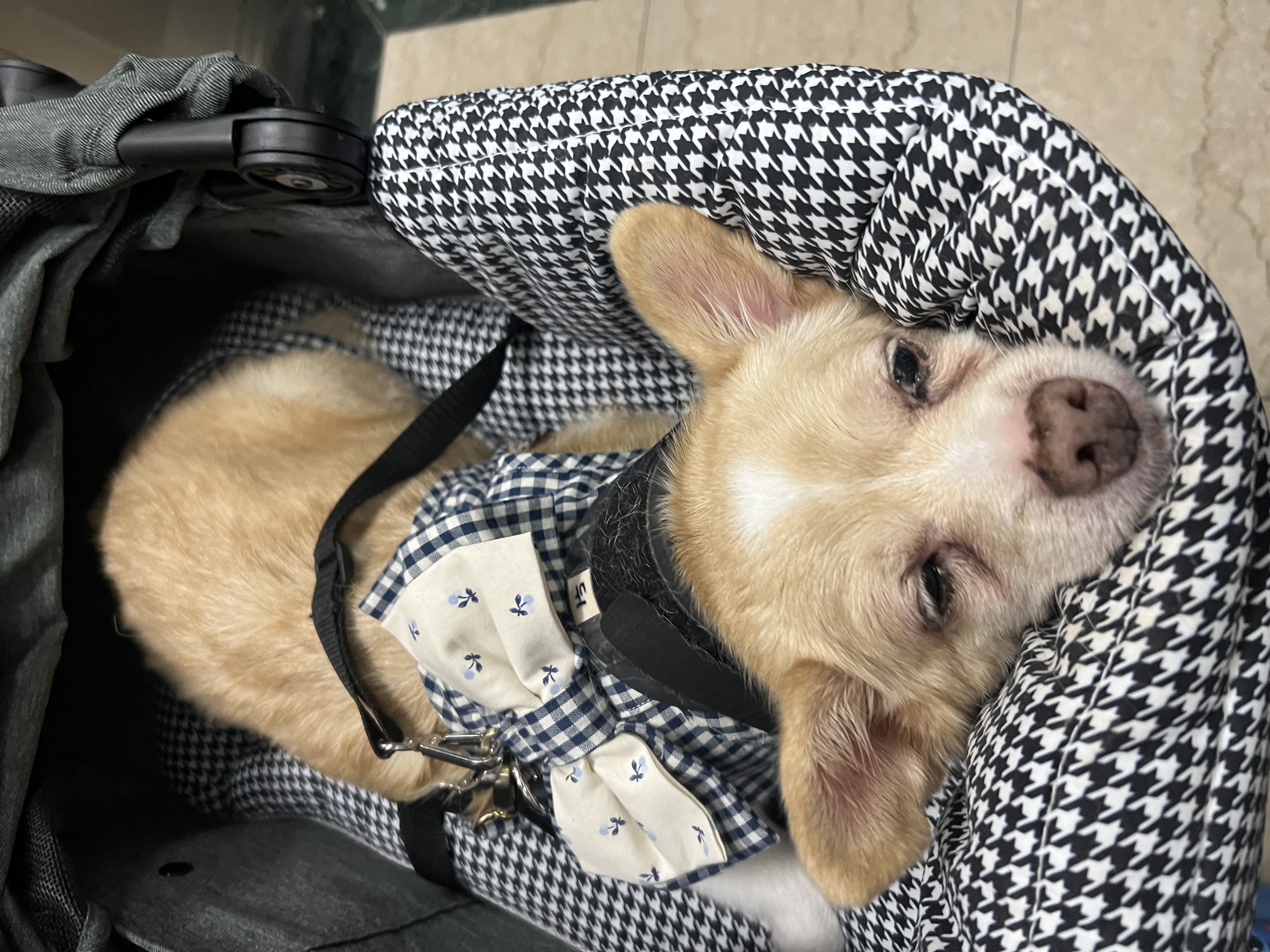 가람이 집에온 지 2년됐어요