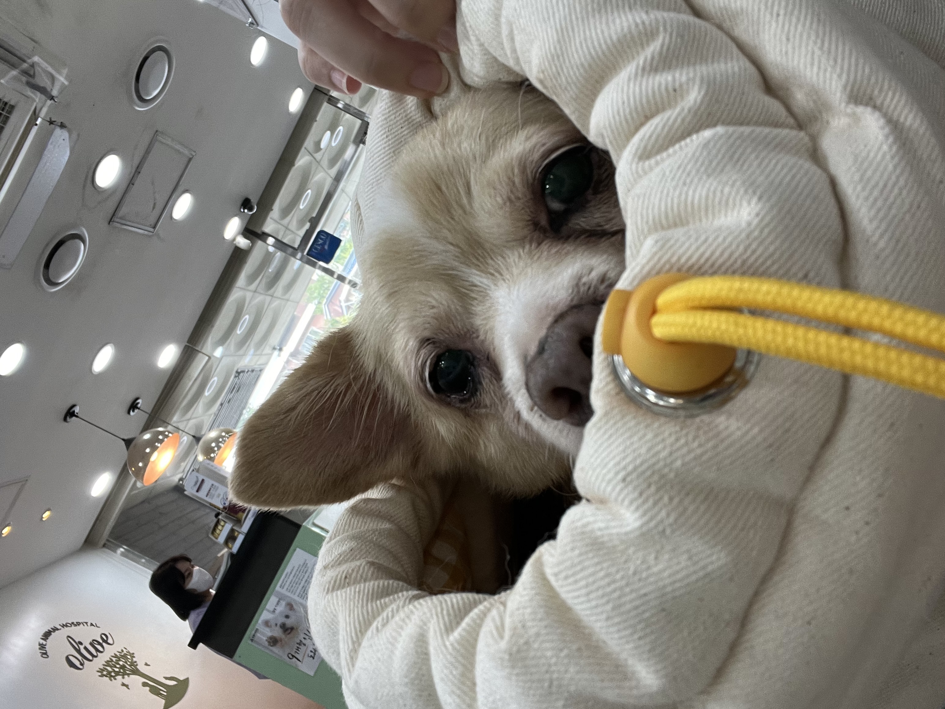 가람이 집에온 지 2년됐어요