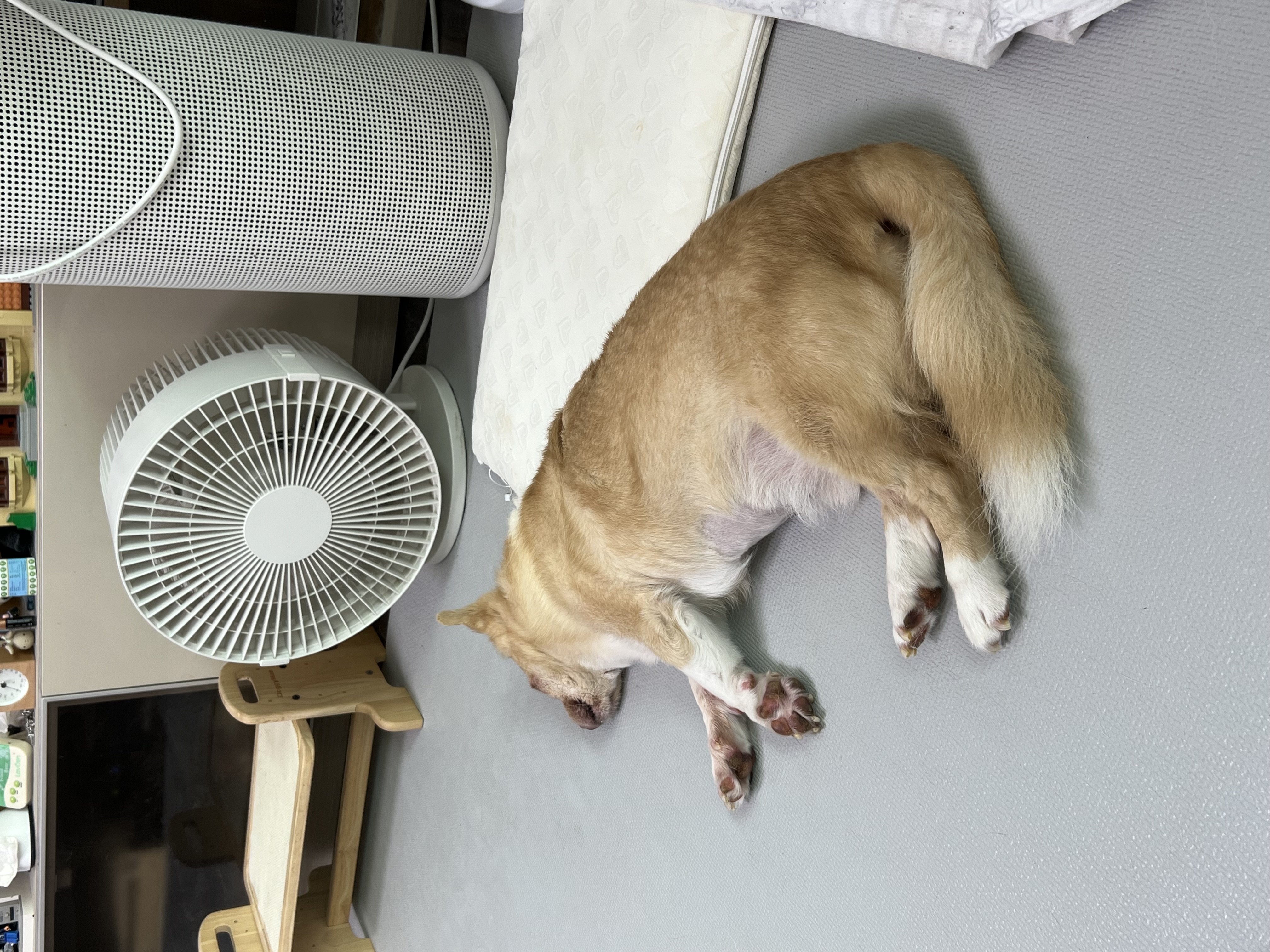 가람이 집에온 지 2년됐어요