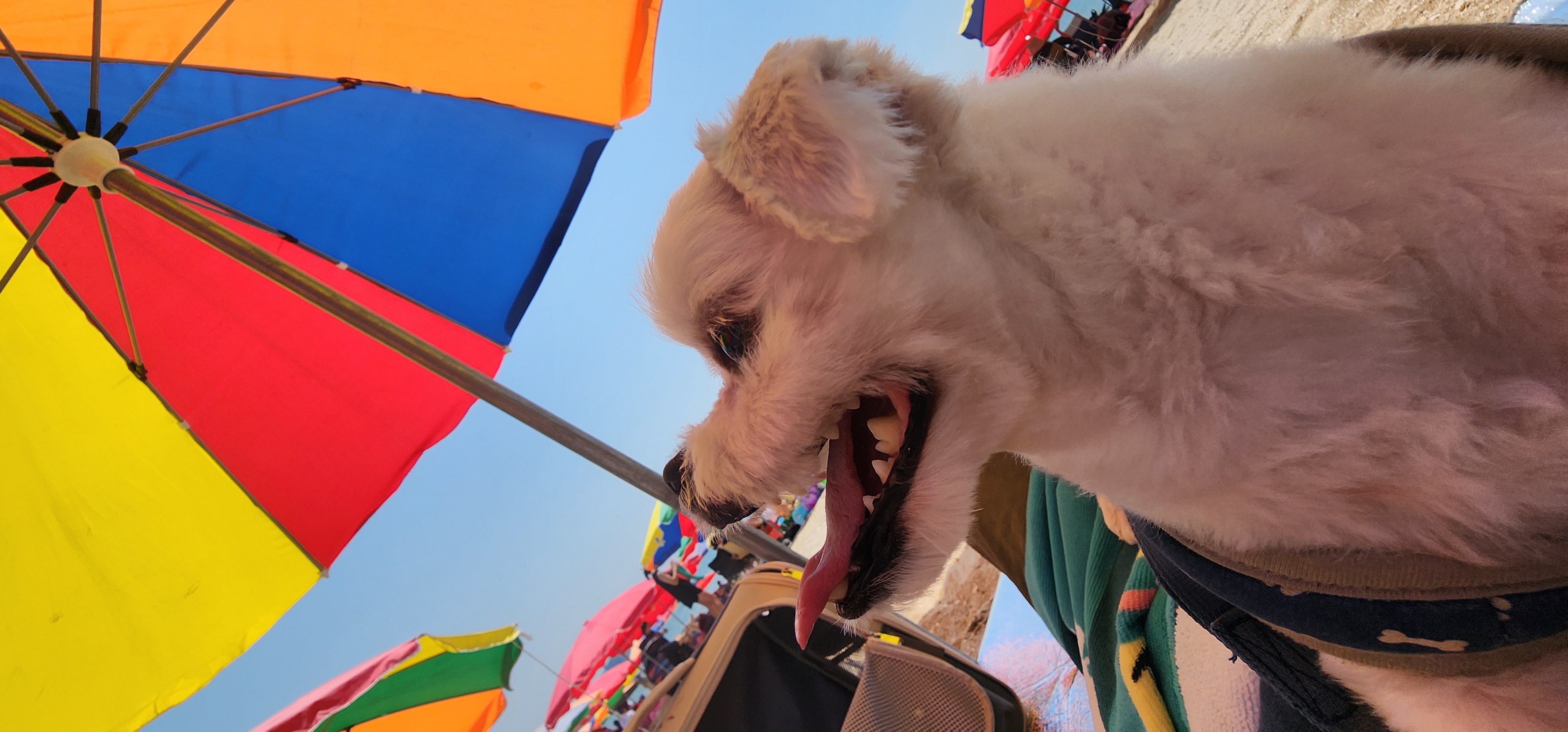 썬(포치)2년된 이야기