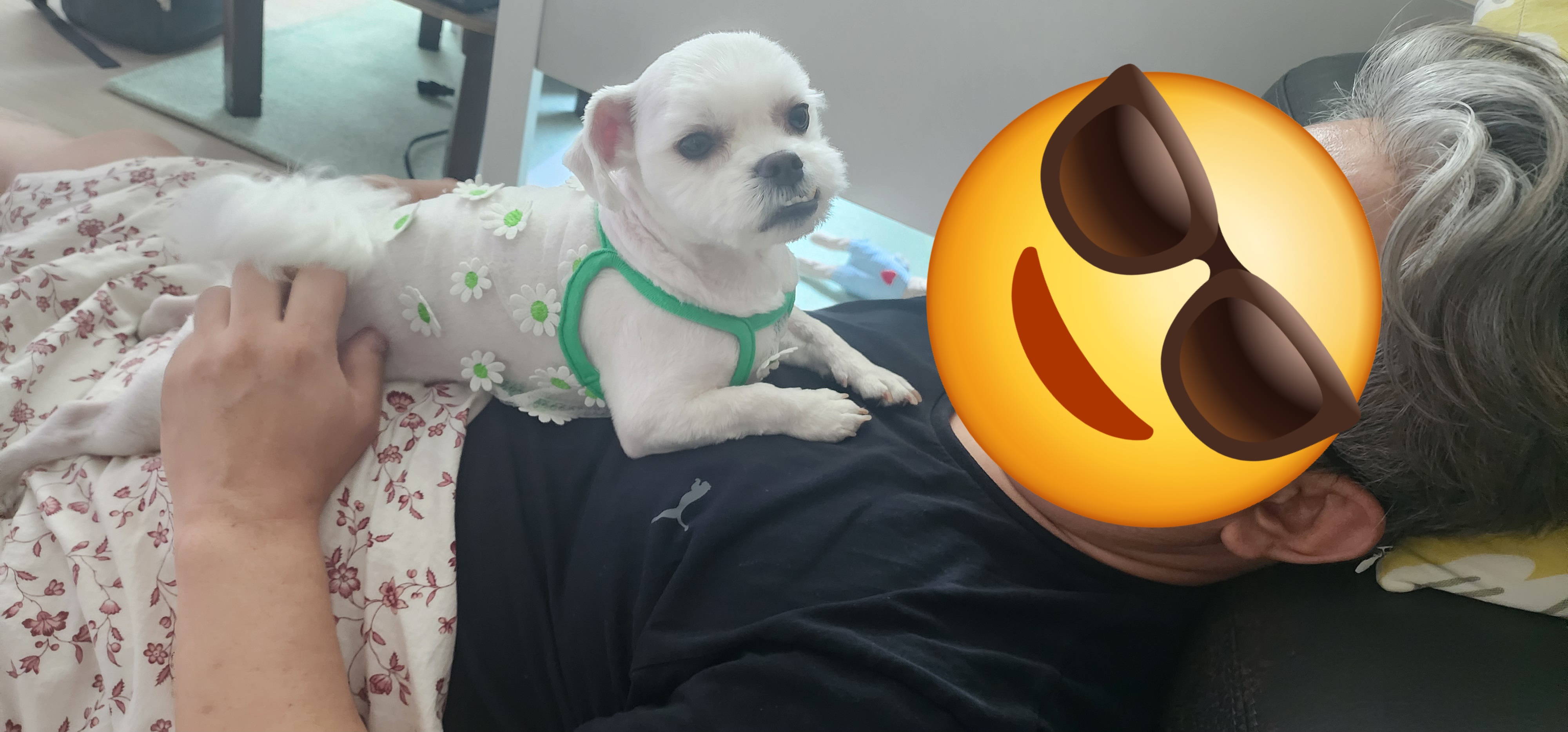 썬(포치)2년된 이야기