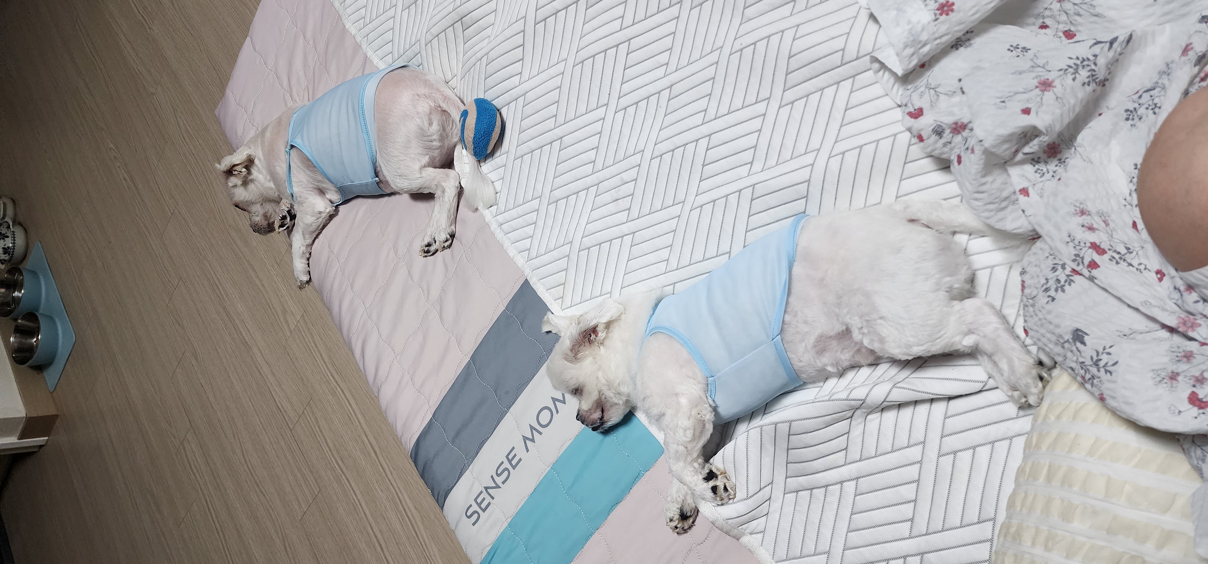 썬(포치)2년된 이야기