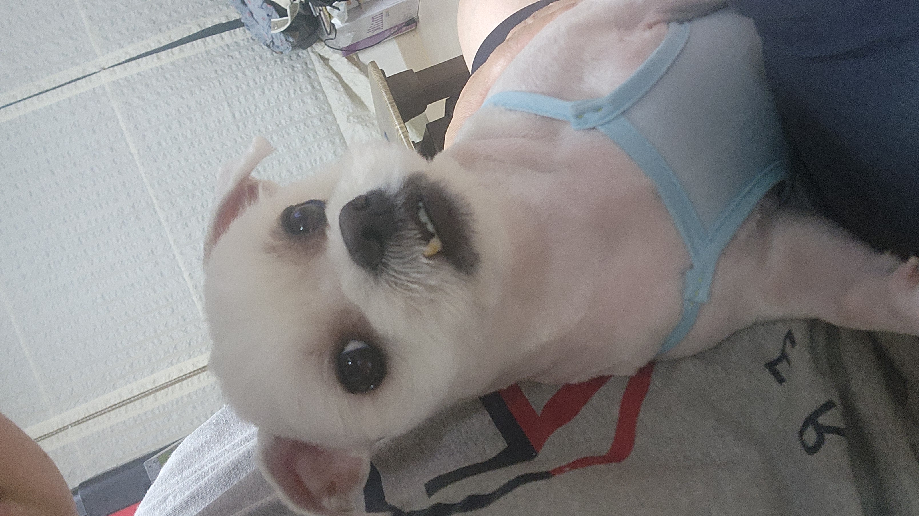 썬(포치)2년된 이야기