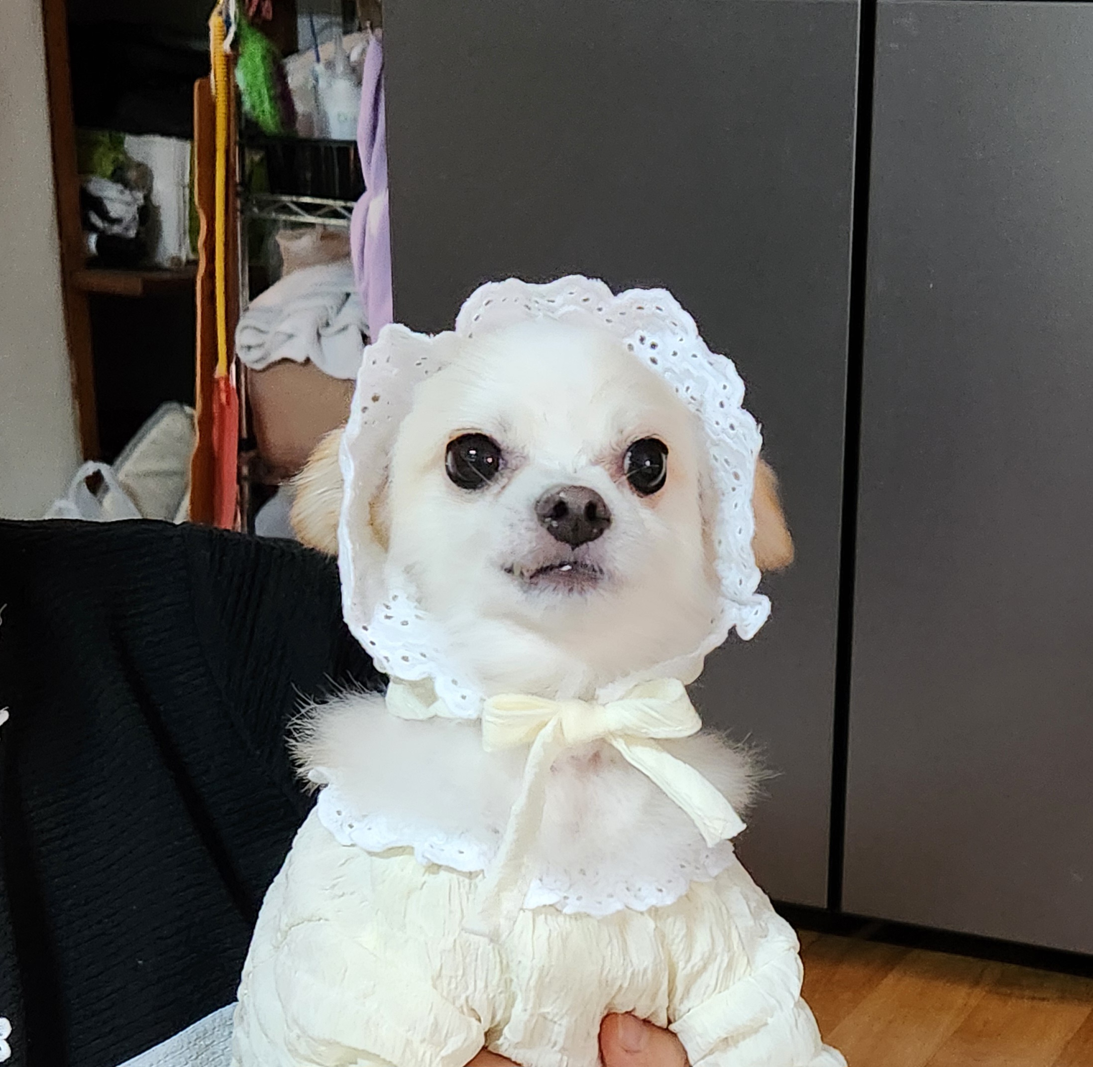 토리(구 가나)  입양후기