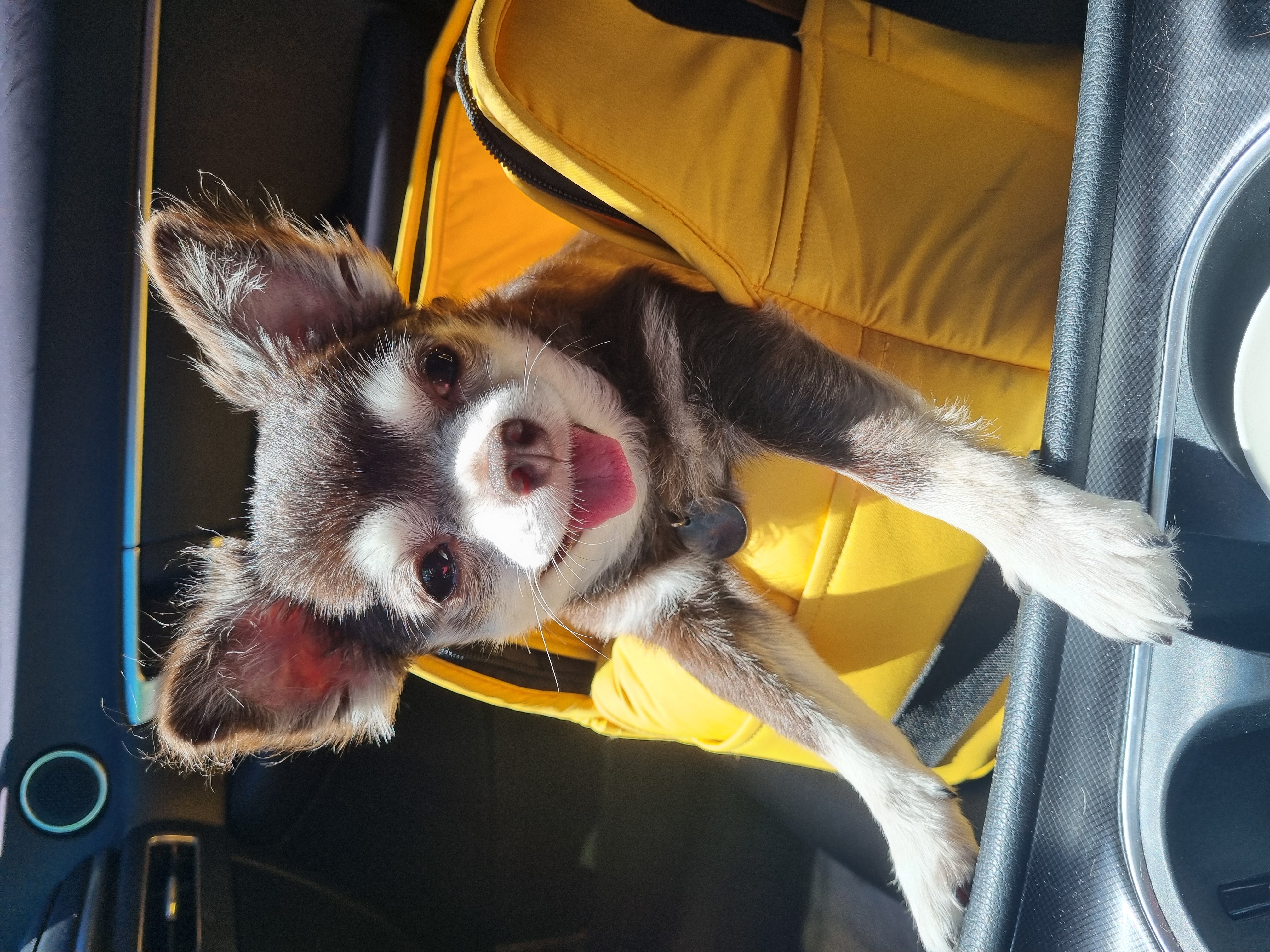 평택장모치와와 도담이~