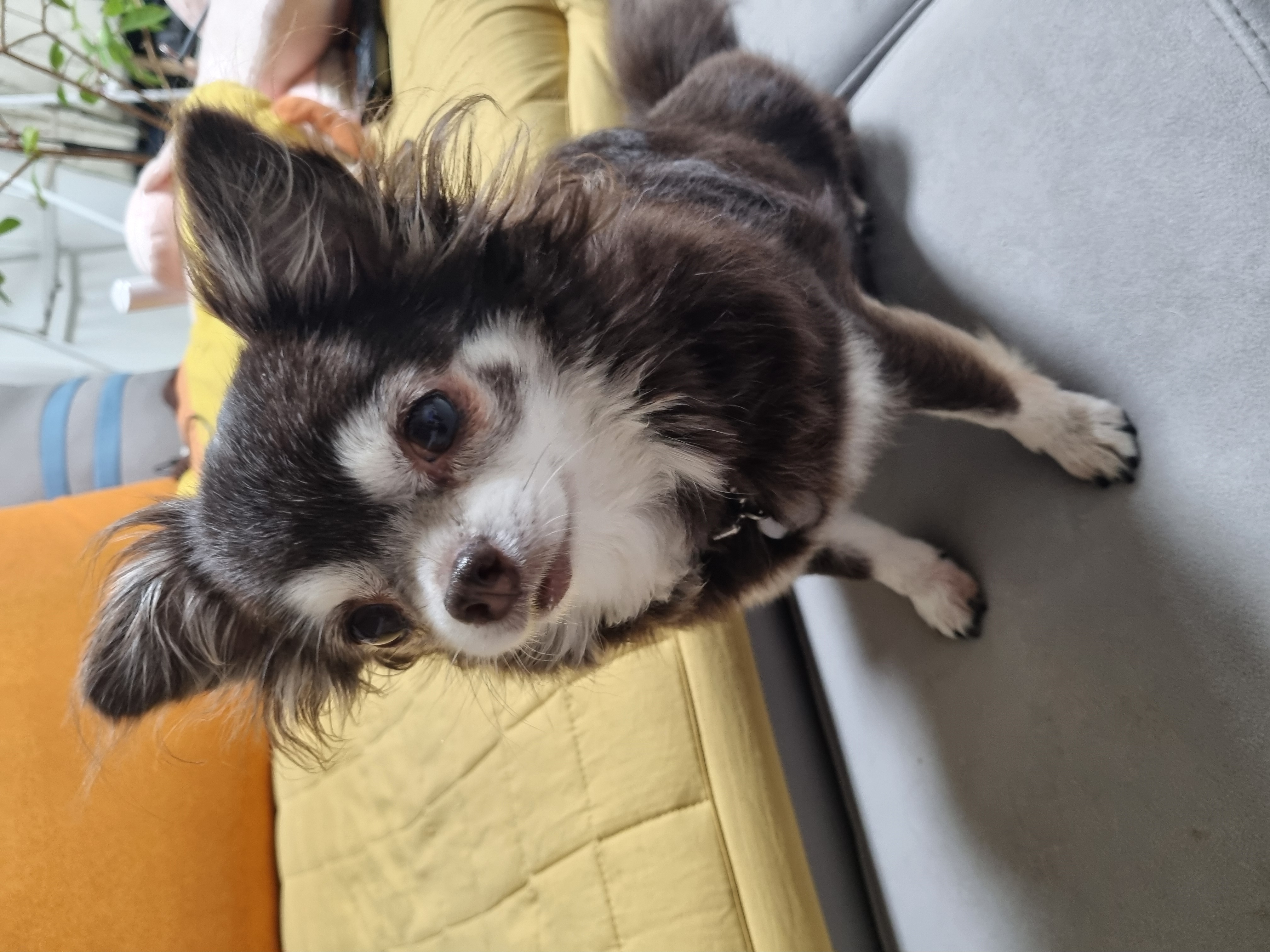 평택장모치와와 도담이~