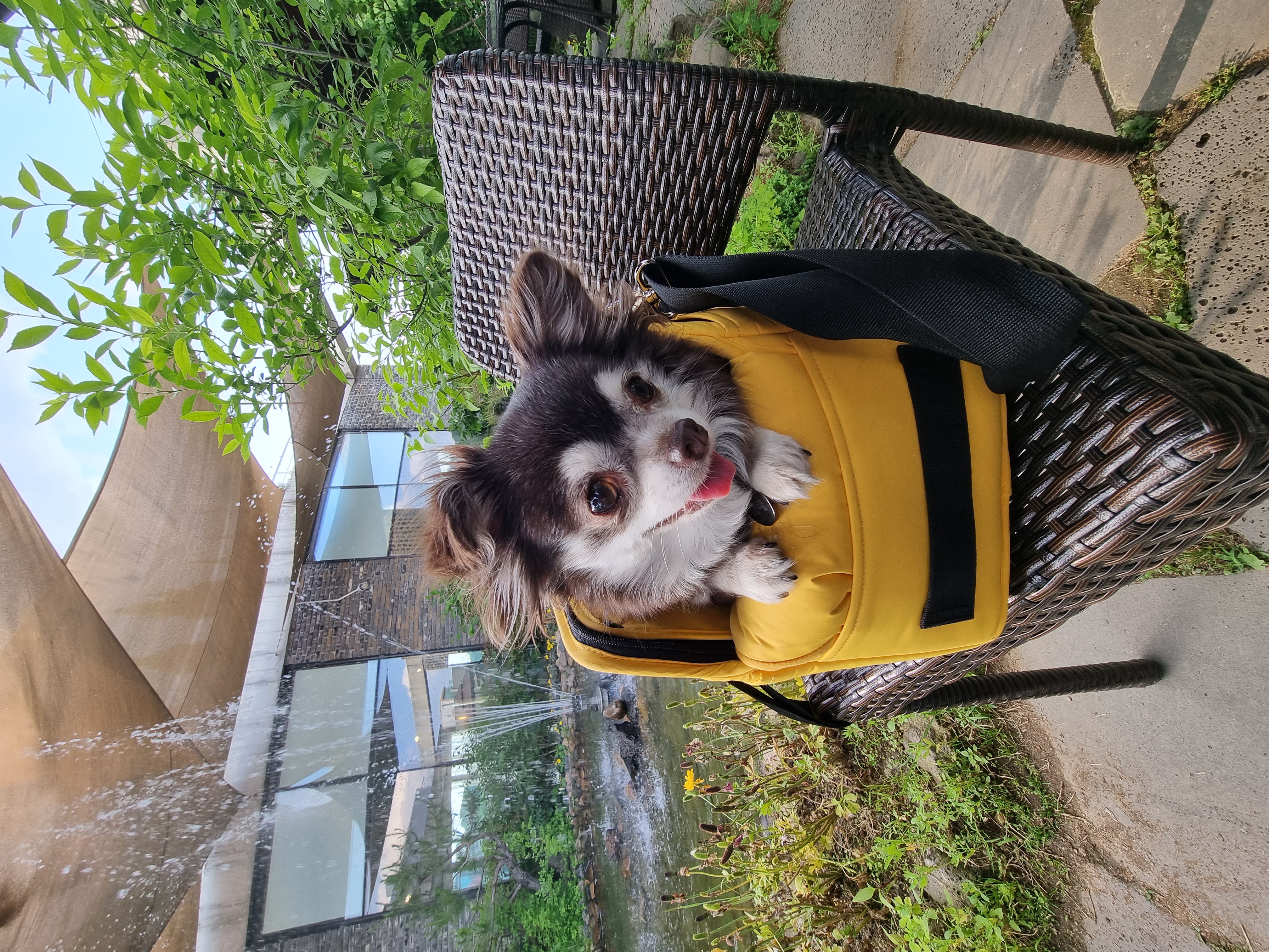 평택장모치와와 도담이~