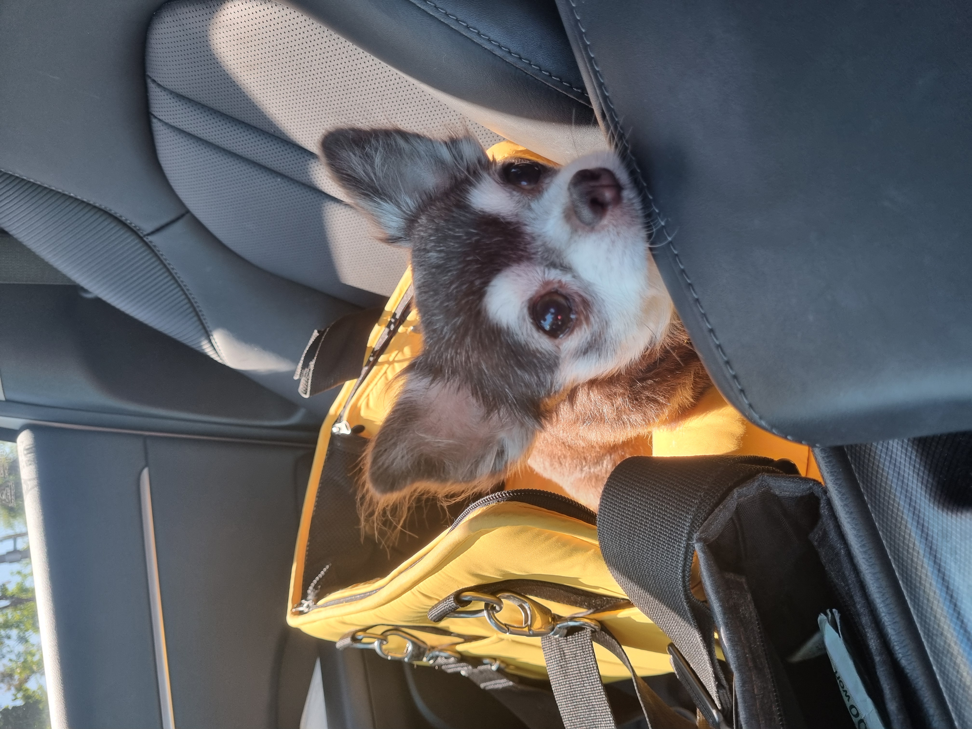 평택장모치와와 도담이~