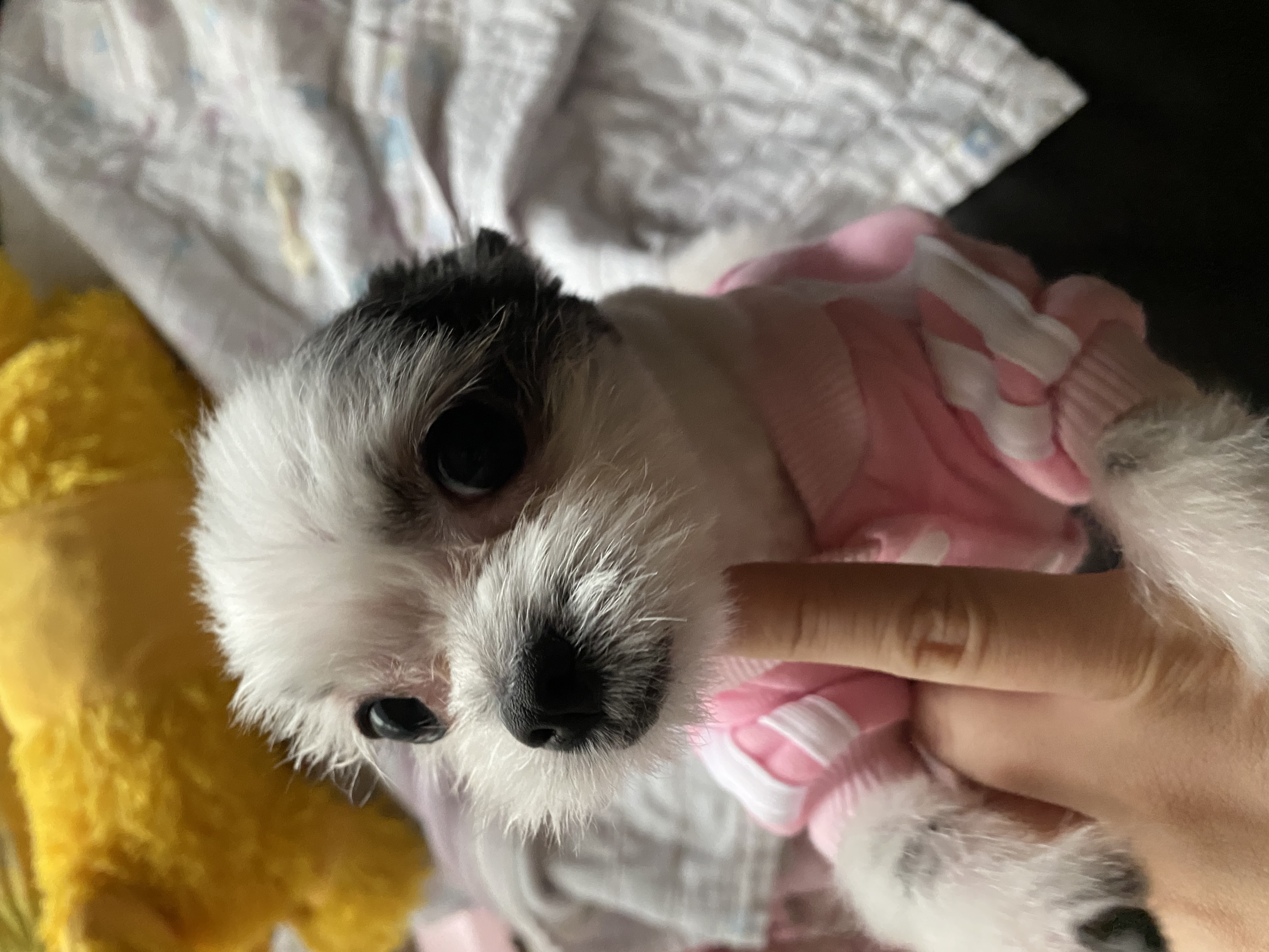 크림이가 온지 2년 넘었네요(덕호)