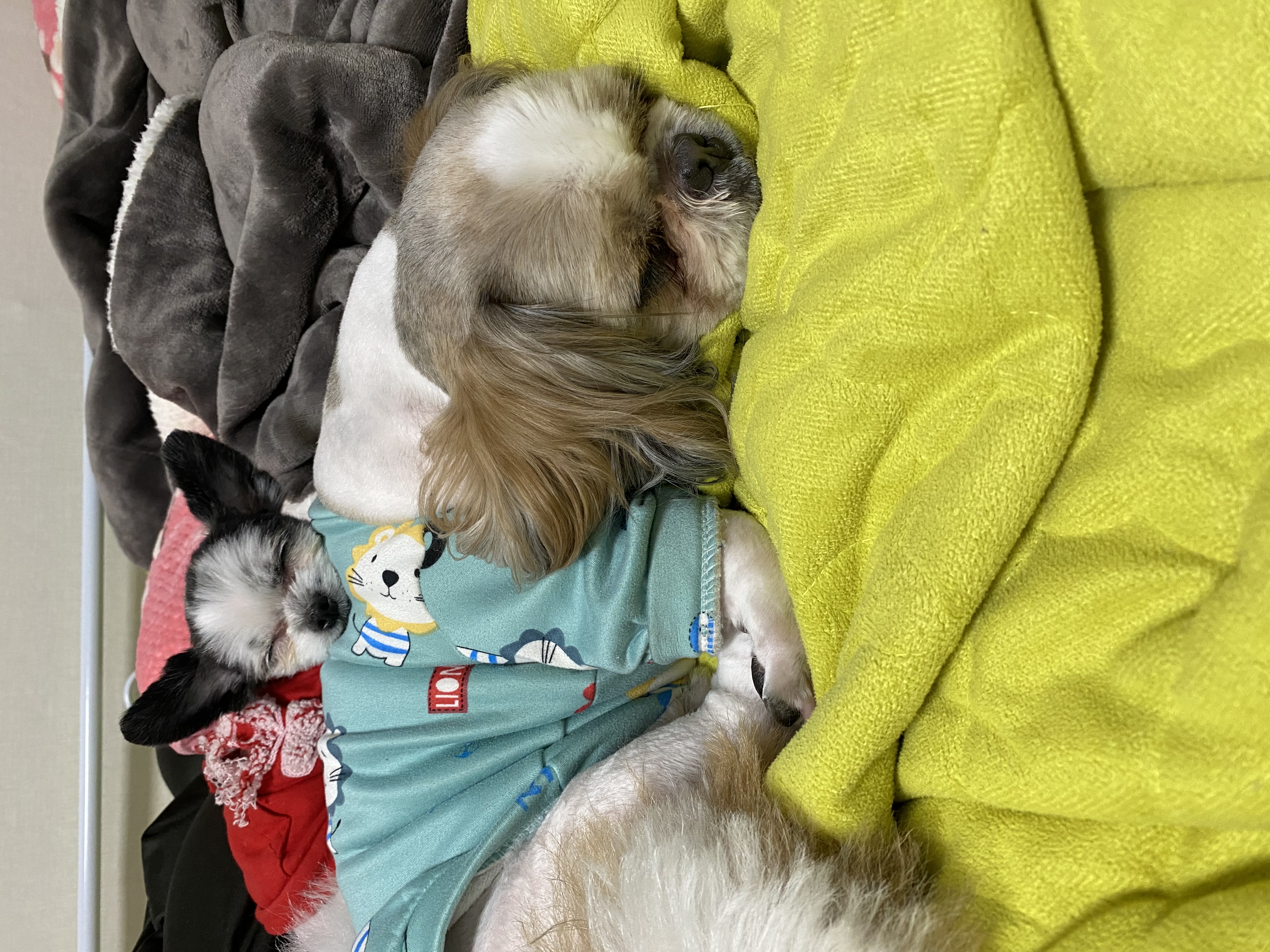 크림이가 온지 2년 넘었네요(덕호)