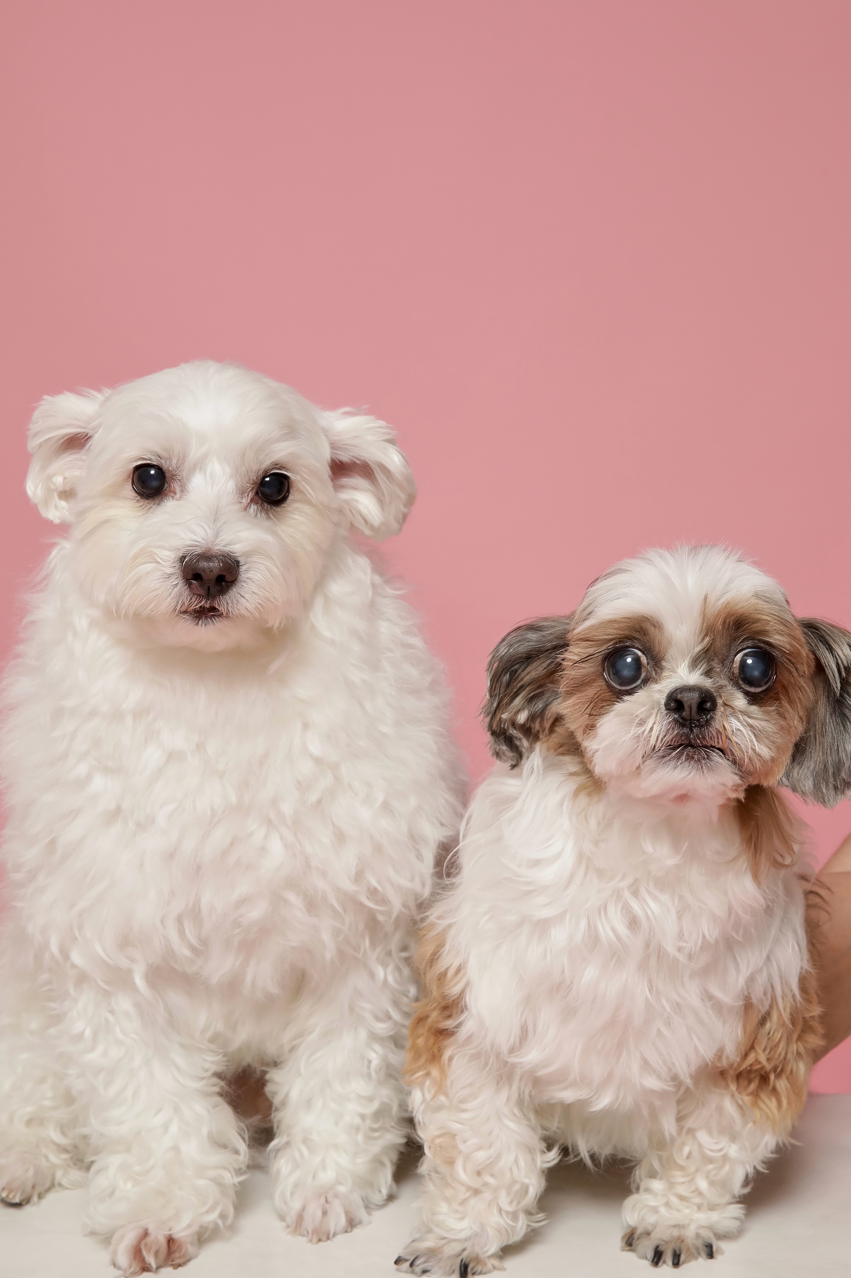 오름(구이름 미도/아산구조견)잘지내고 있어요!