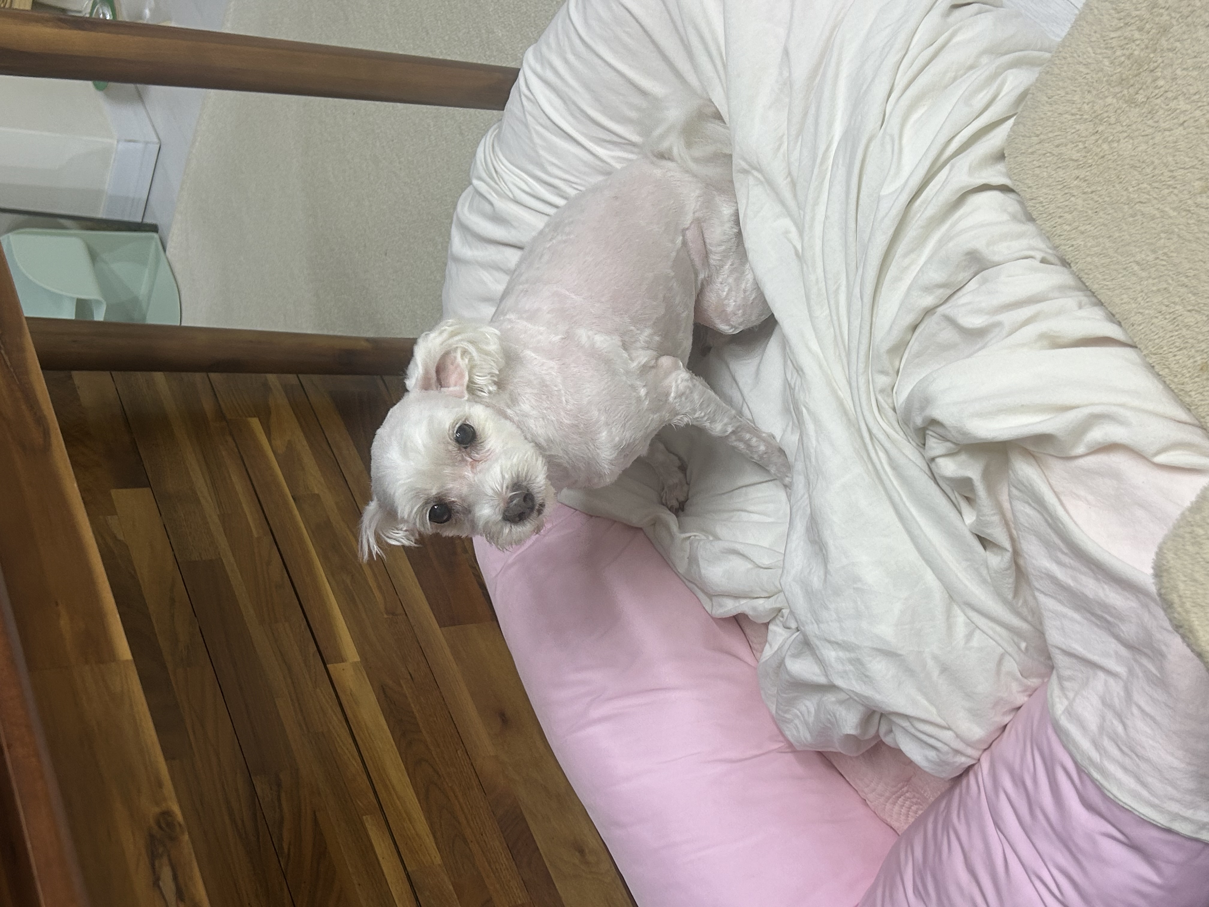 오름(구이름 미도/아산구조견)잘지내고 있어요!