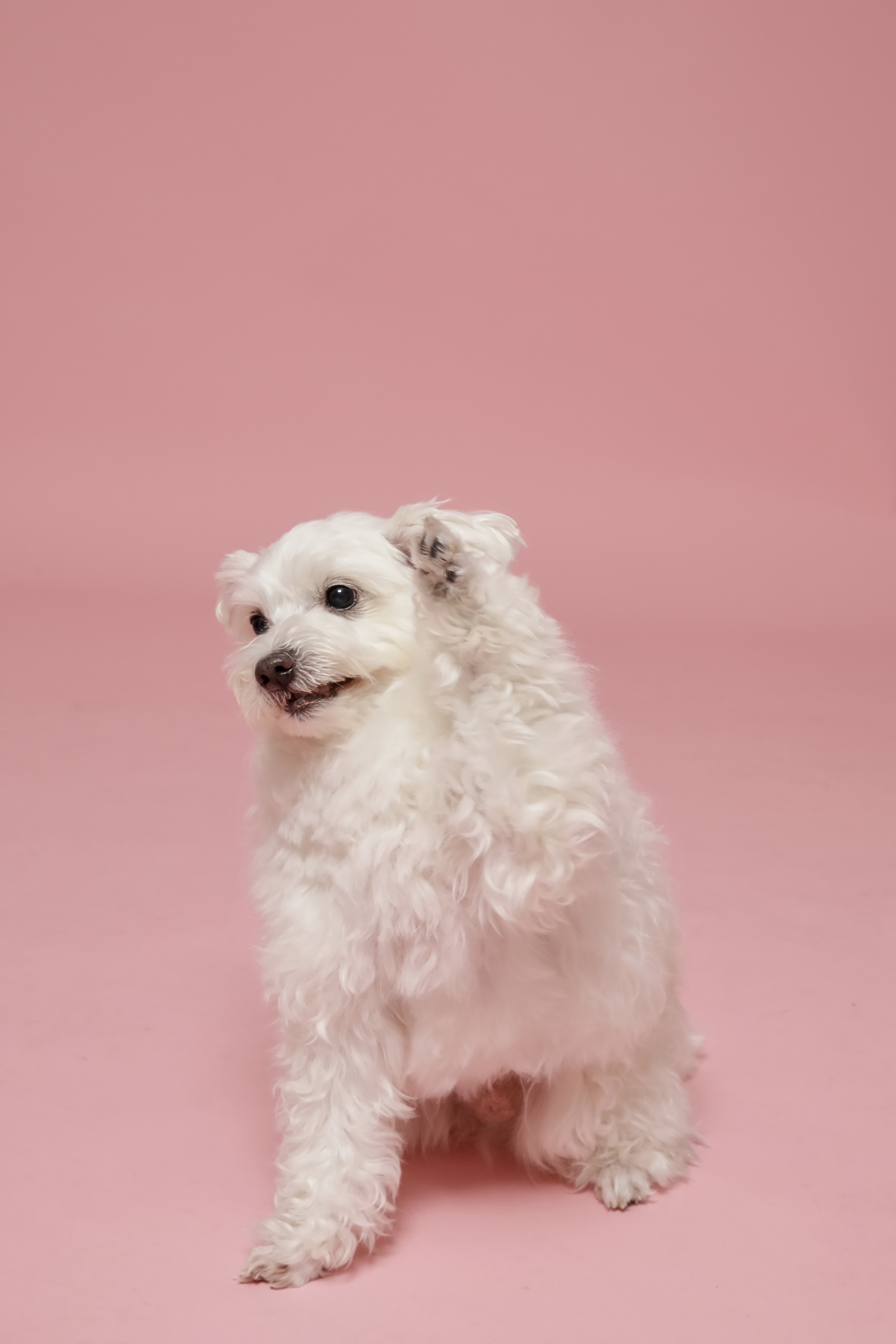 오름(구이름 미도/아산구조견)잘지내고 있어요!