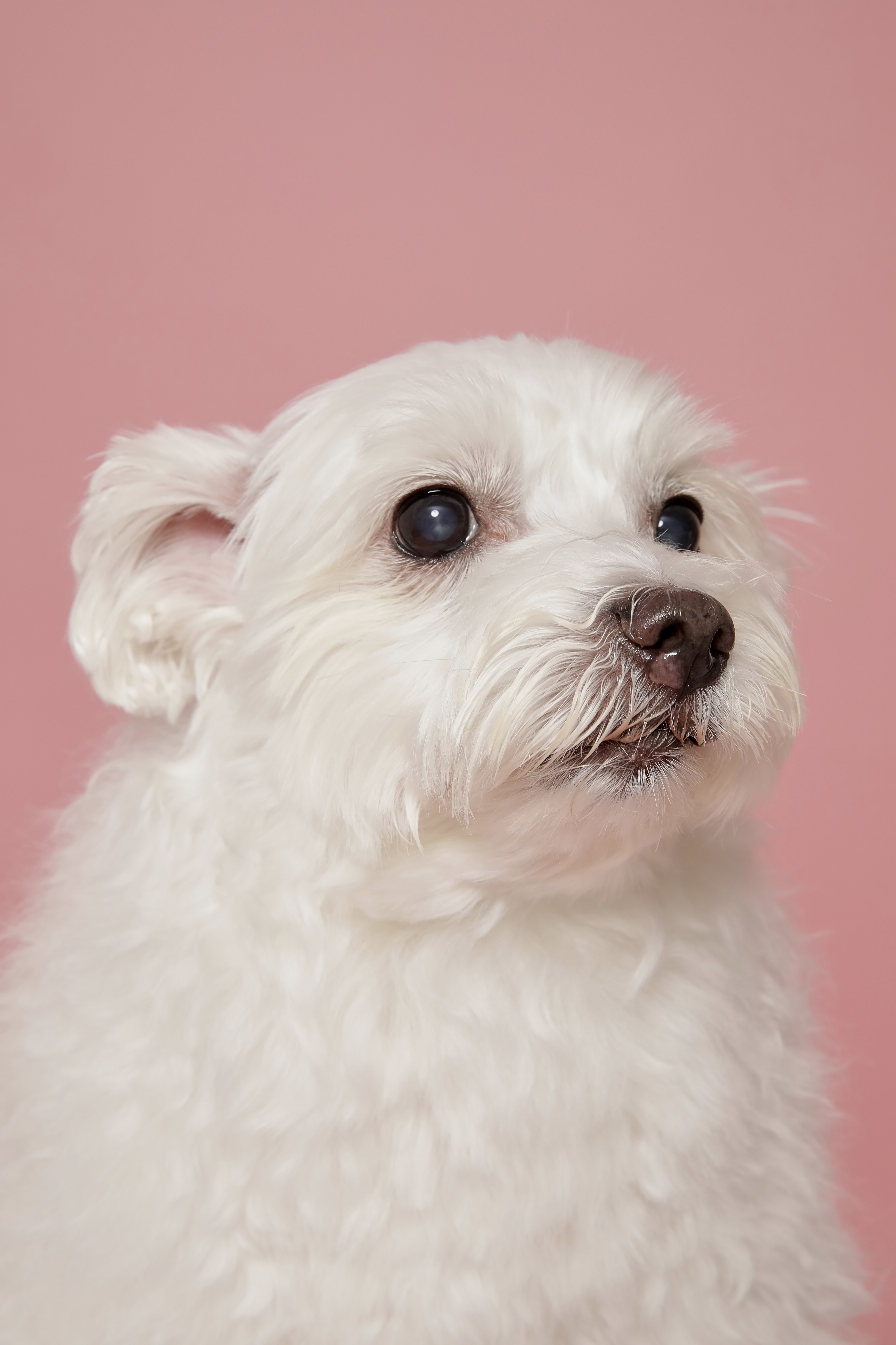 오름(구이름 미도/아산구조견)잘지내고 있어요!