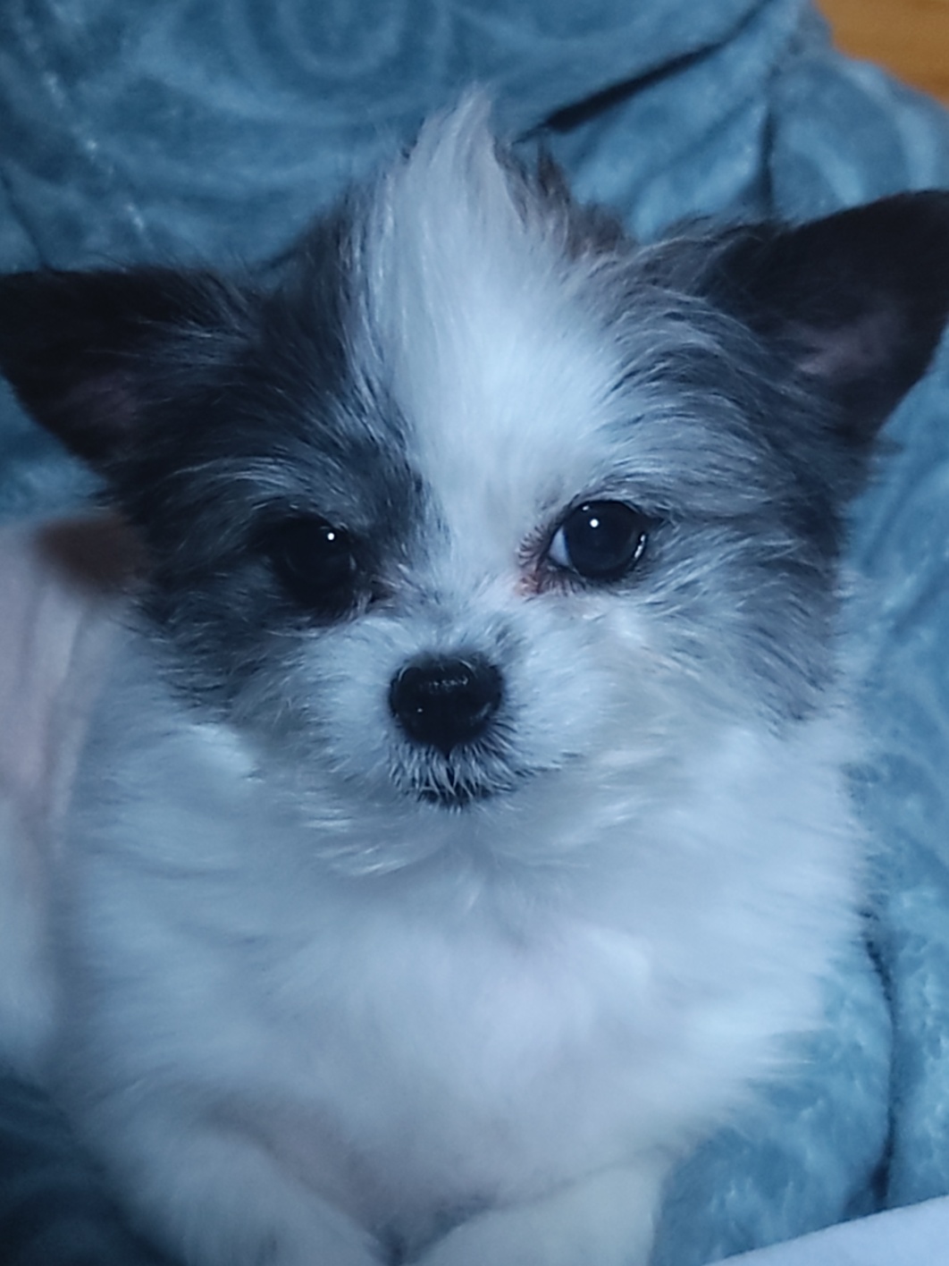 2년의 인연(아산구조견 콩순이)