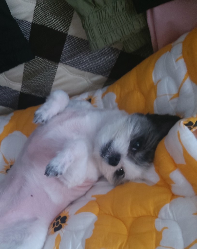 2년의 인연(아산구조견 콩순이)